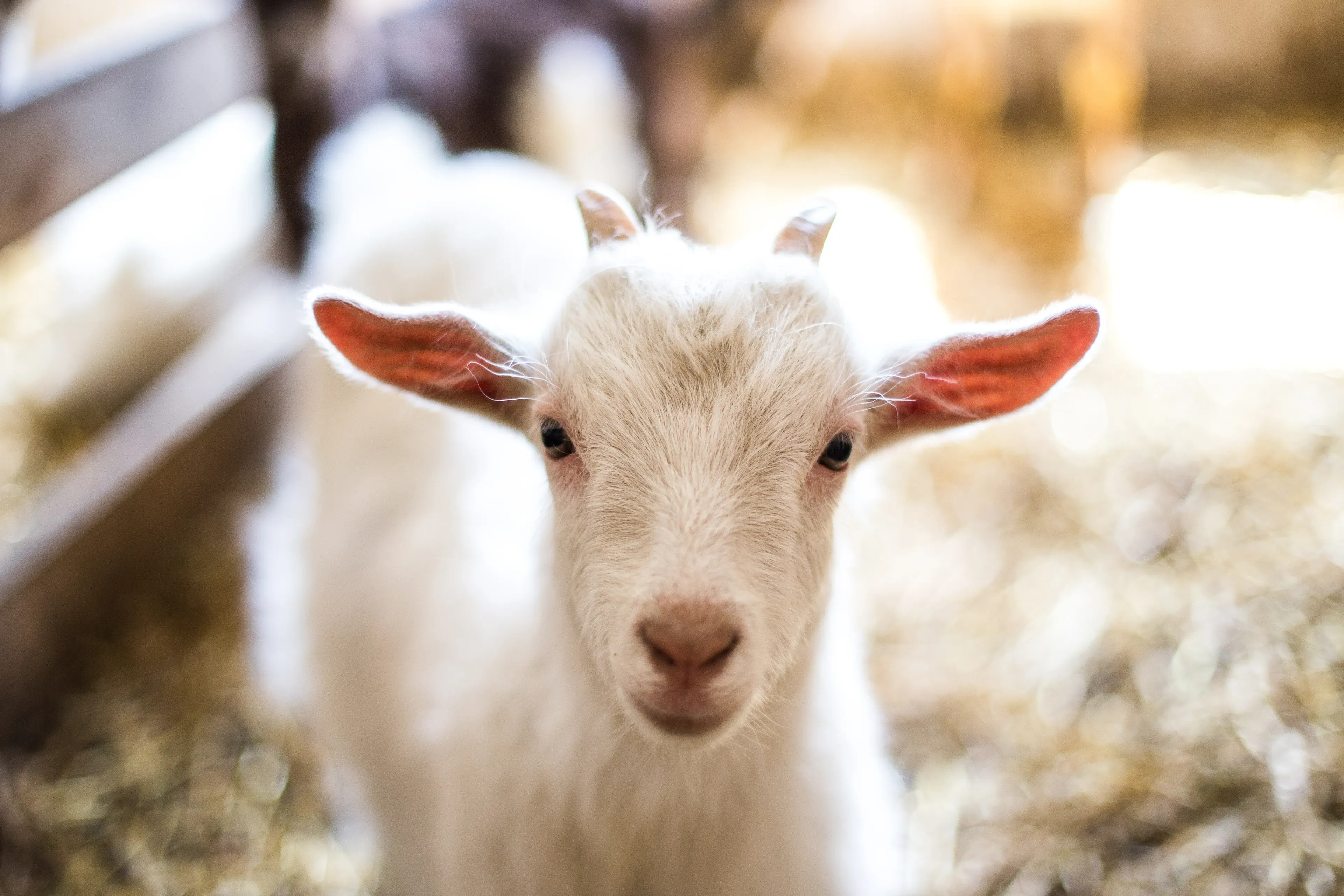 A fluffy white goat kid stands in a straw-strewn barn, looking at the camera with tiny budding horns and pink-lit ears.