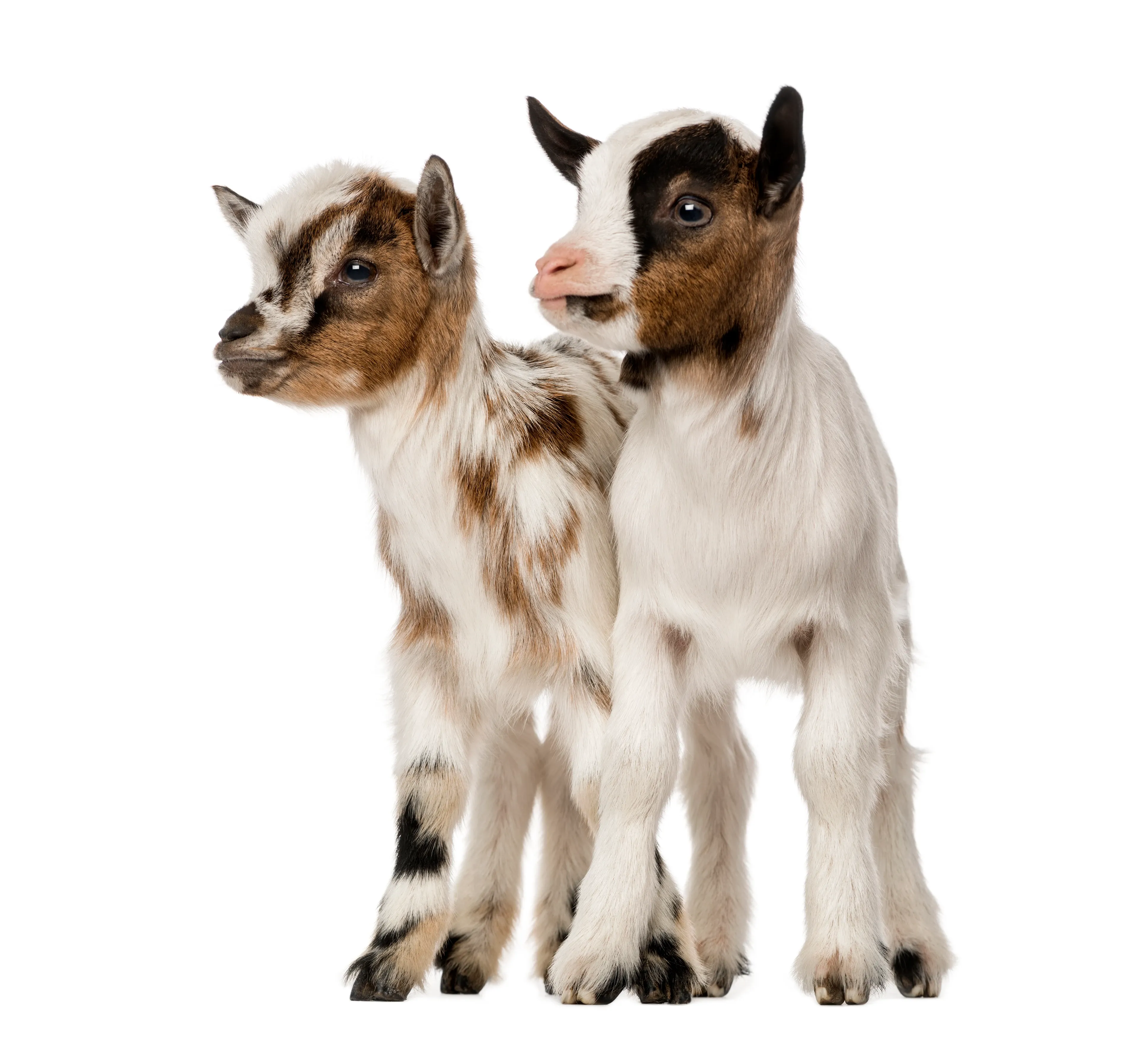Two young domestic goat kids with mottled brown, black, and white coats stand side by side against a plain white background.