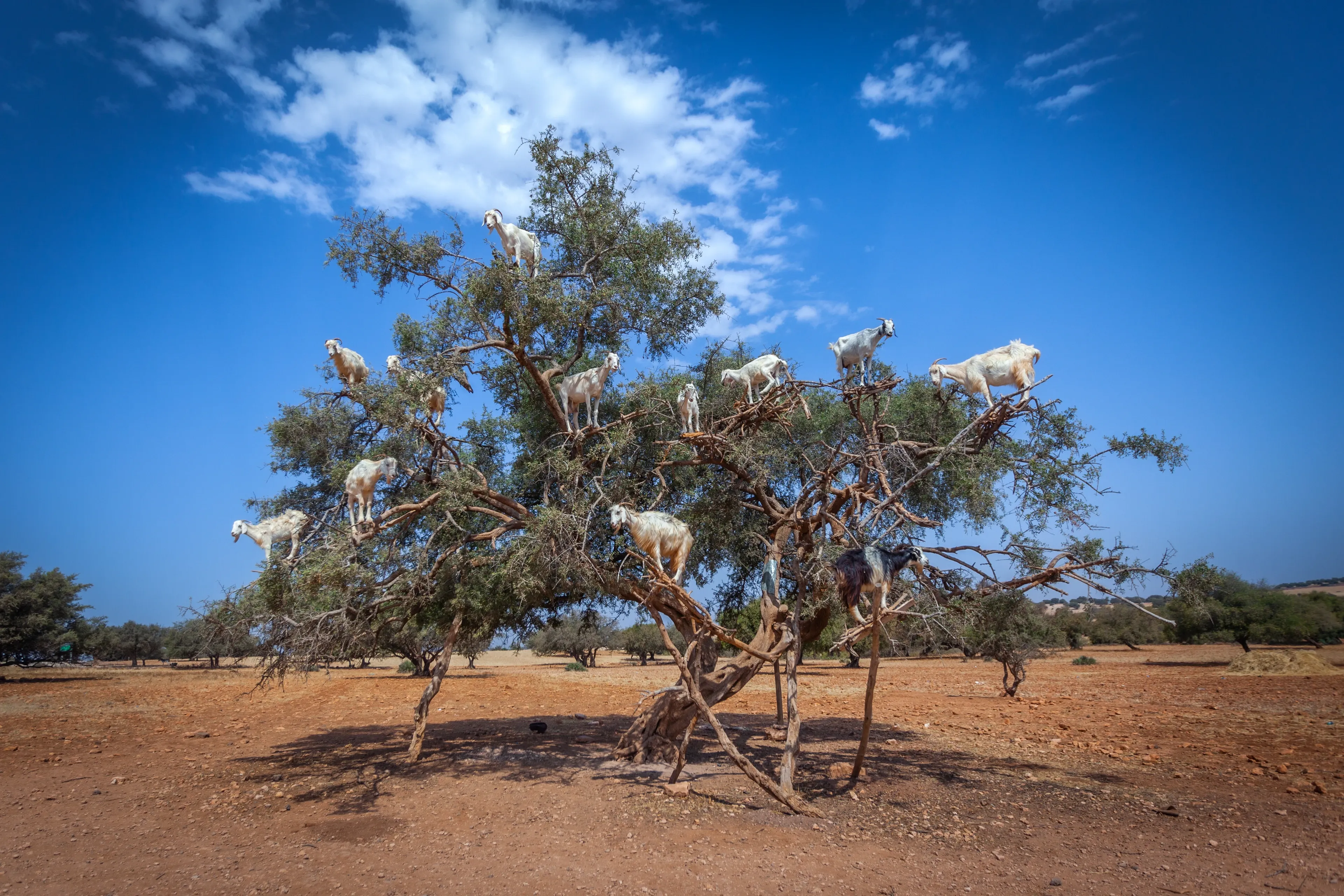 A flock of domestic goats stands high in the branches of a leafy tree in a dry, sunlit landscape under a bright blue sky.