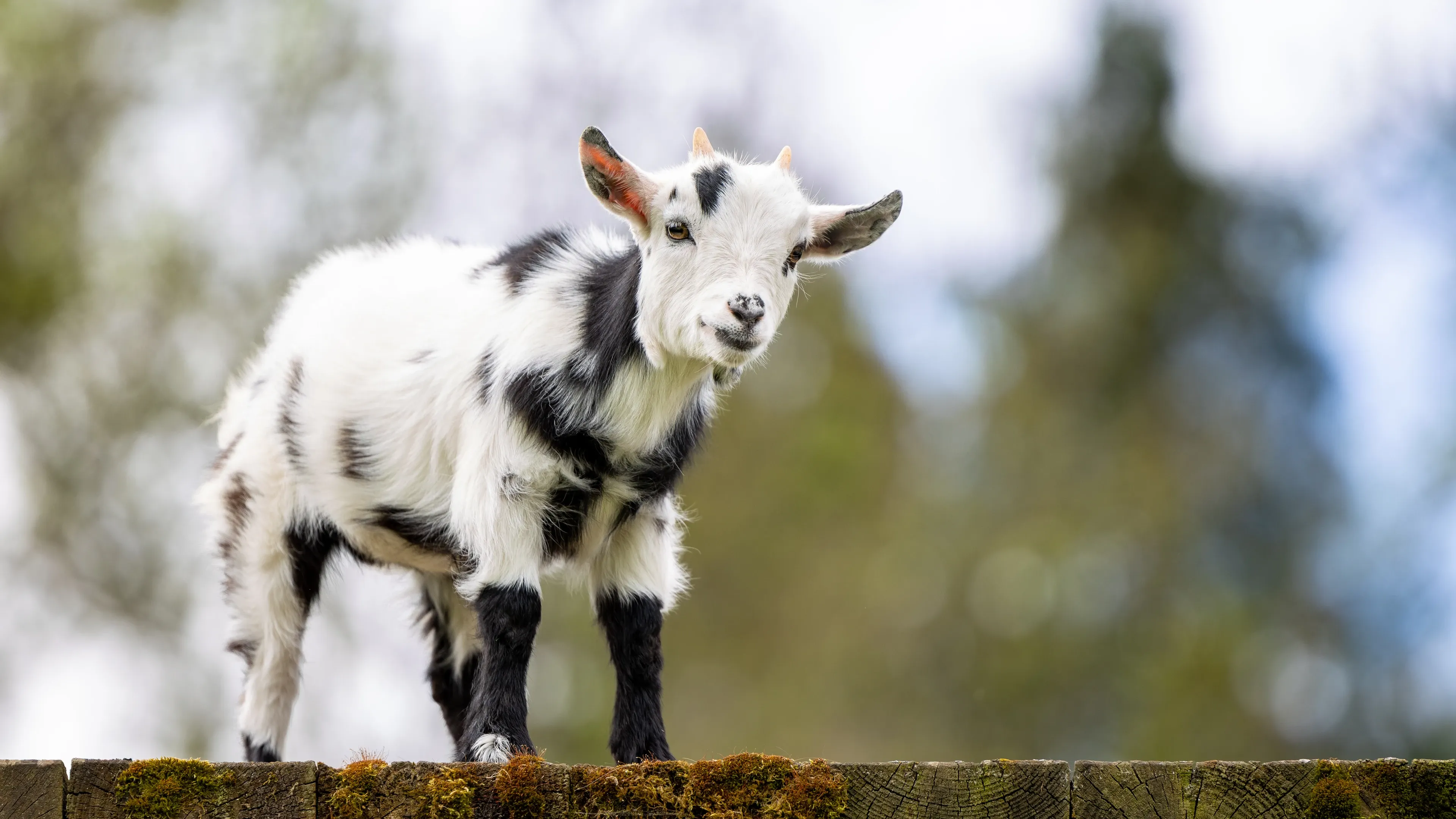 A tiny black-and-white goat kid stands on a wooden fence rail, looking forward with curious eyes and slightly tilted ears.