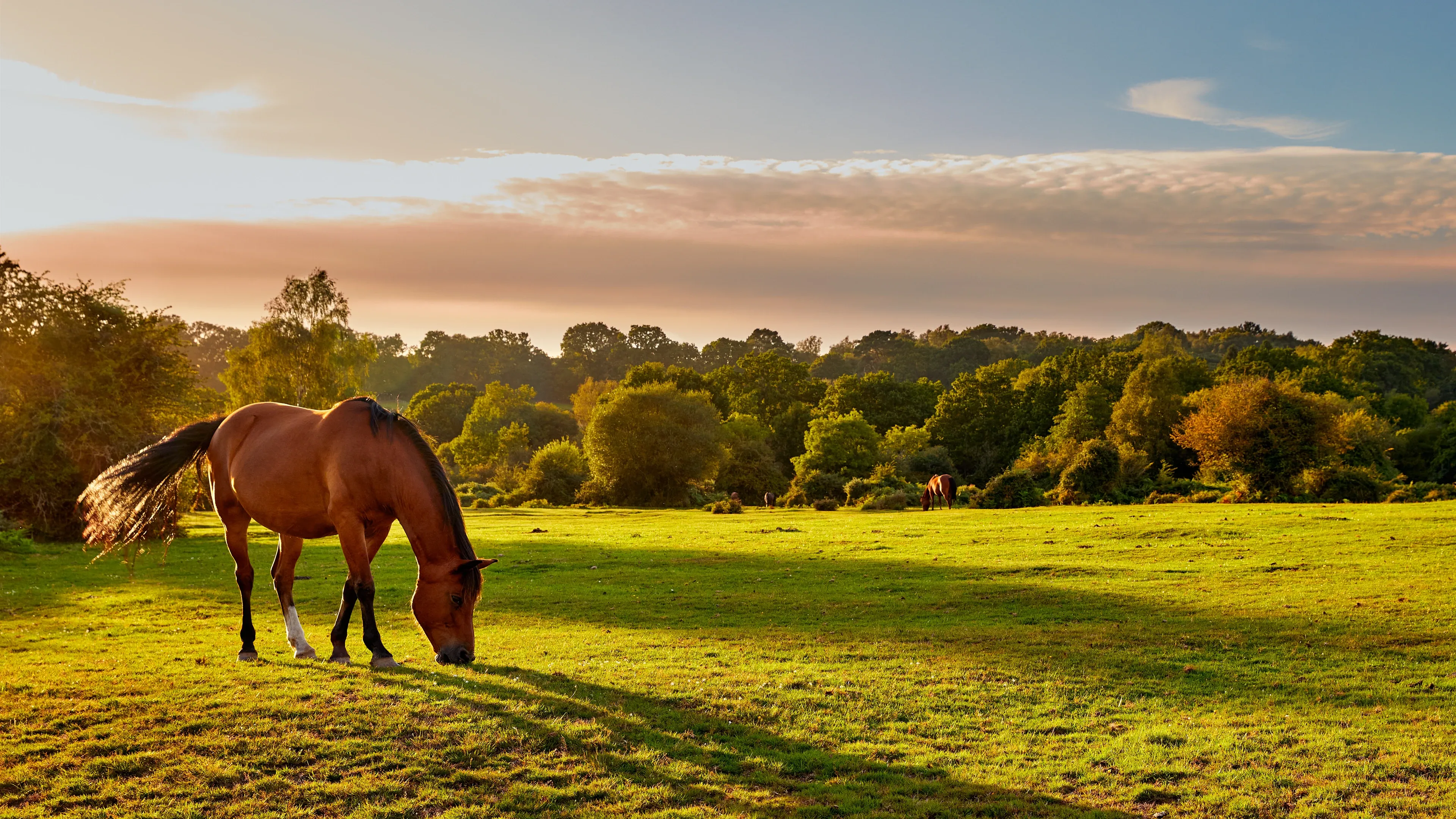 A bay horse grazes in a green pasture at sunset, with two more horses farther back near a tree line.