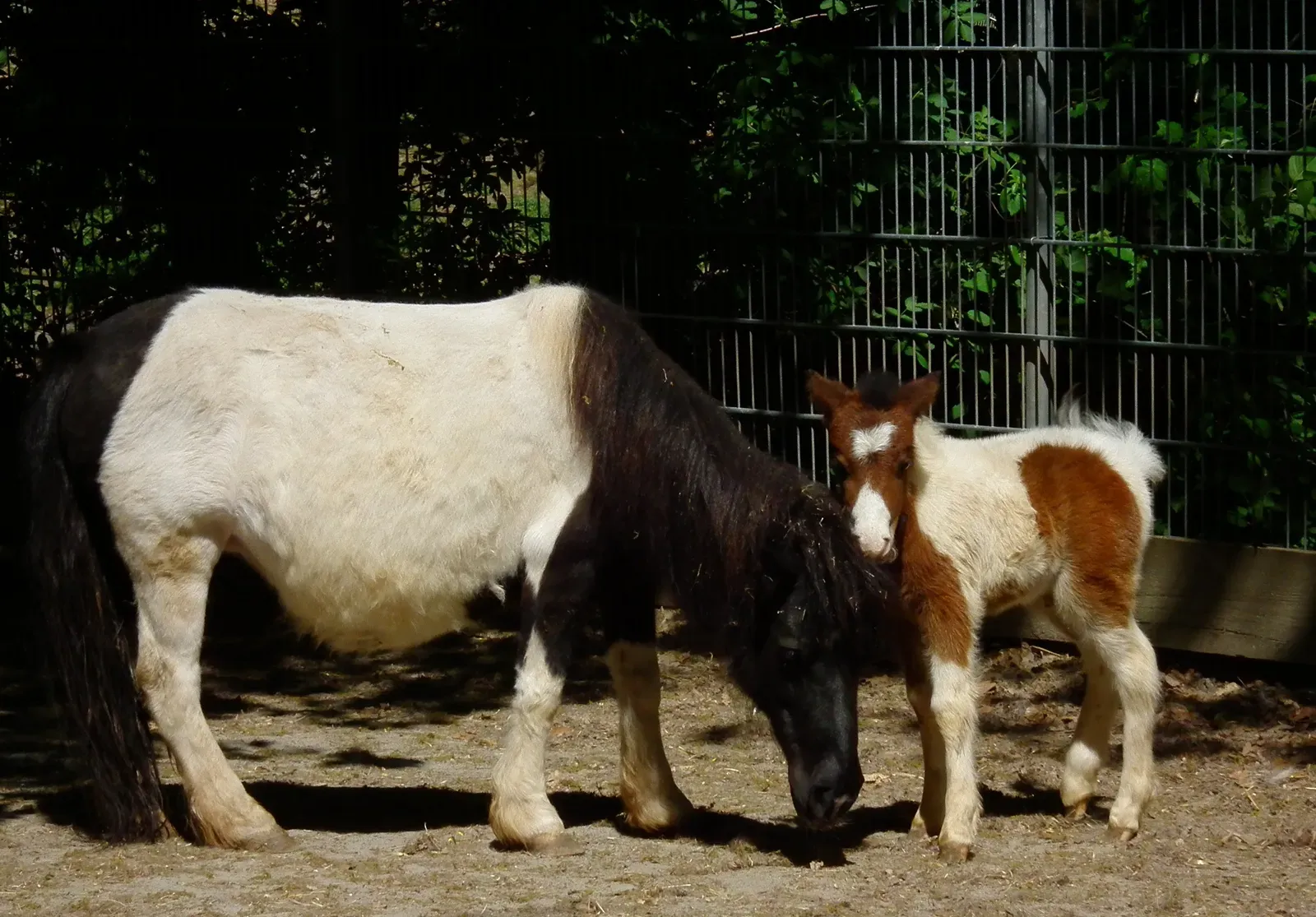 A black-and-white Shetland pony mare standing beside her small brown-and-white foal in a sunny paddock.