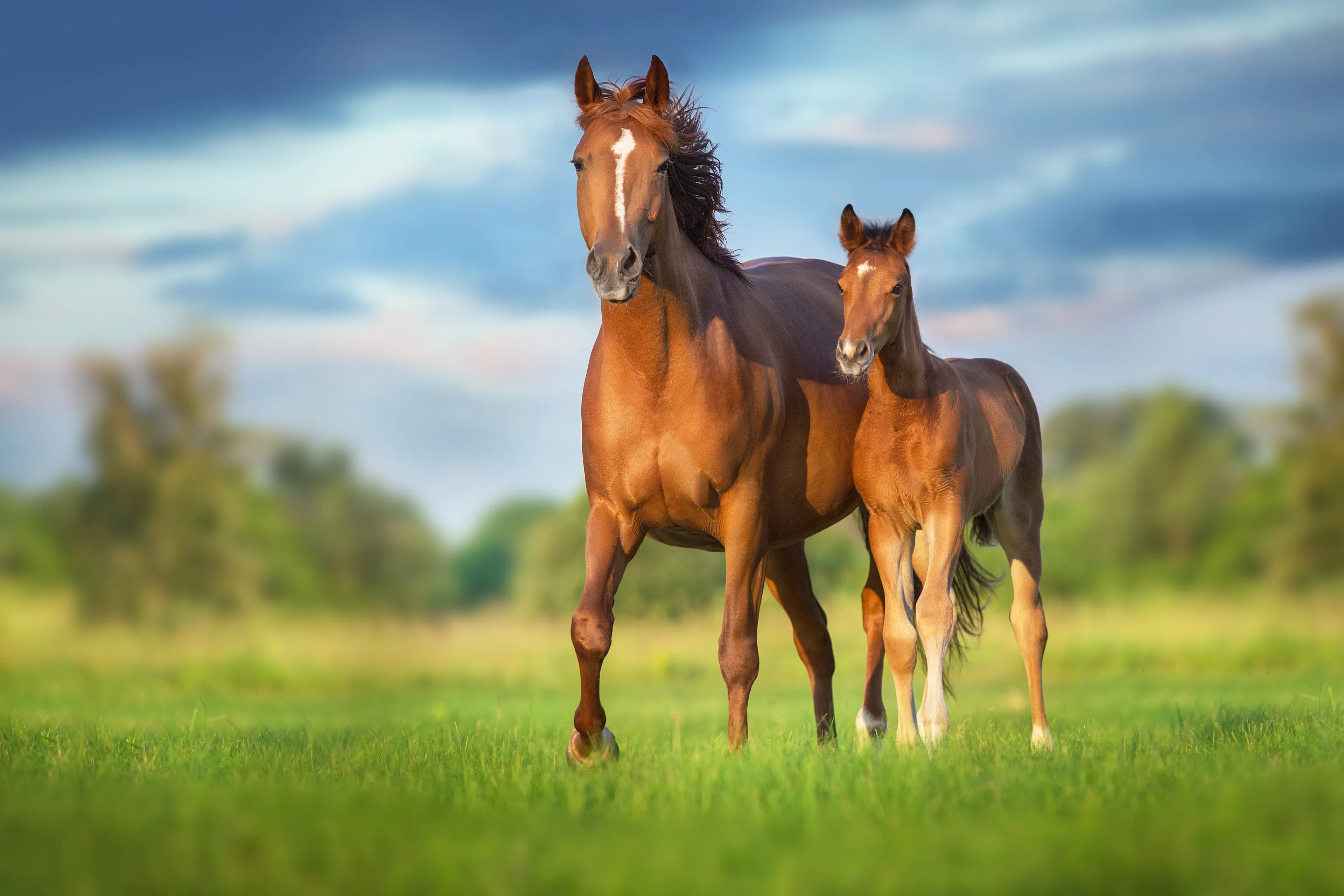 A black-and-white Shetland pony mare standing beside her small brown-and-white foal in a sunny paddock.