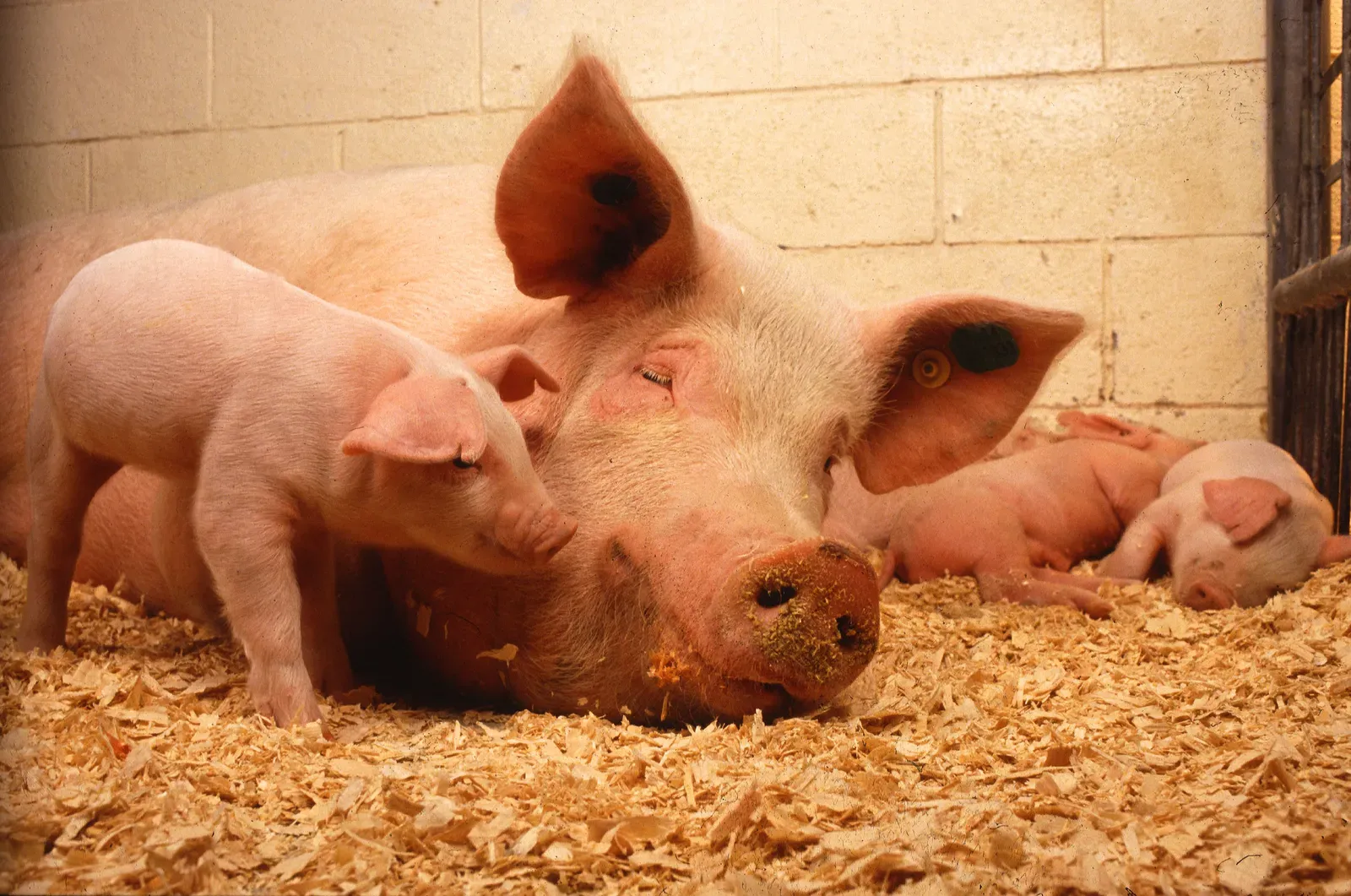 A large pink sow lying in wood-shaving bedding with several small piglets nestled around her.