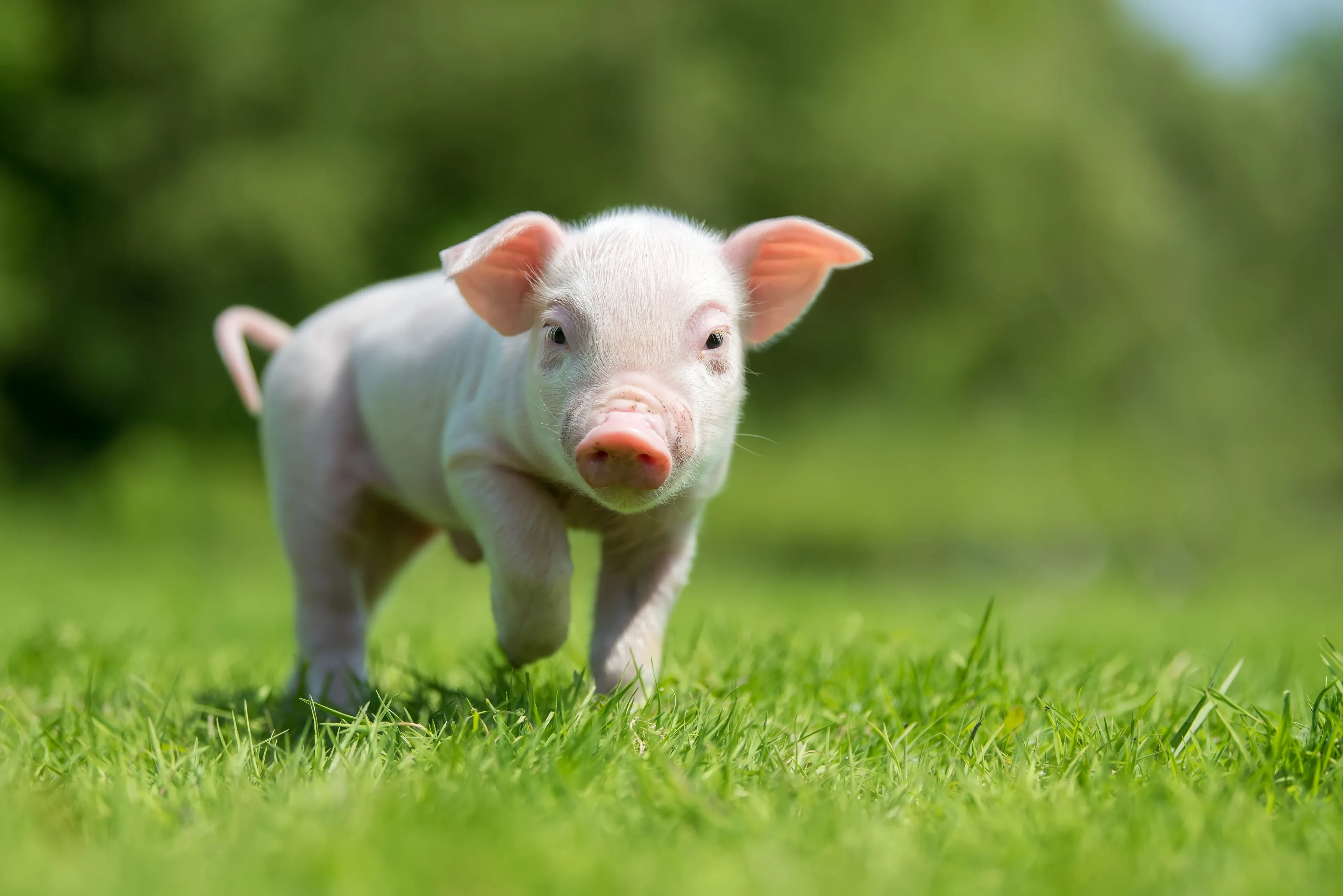 A pale pink piglet walking through green grass toward the camera on a bright day.
