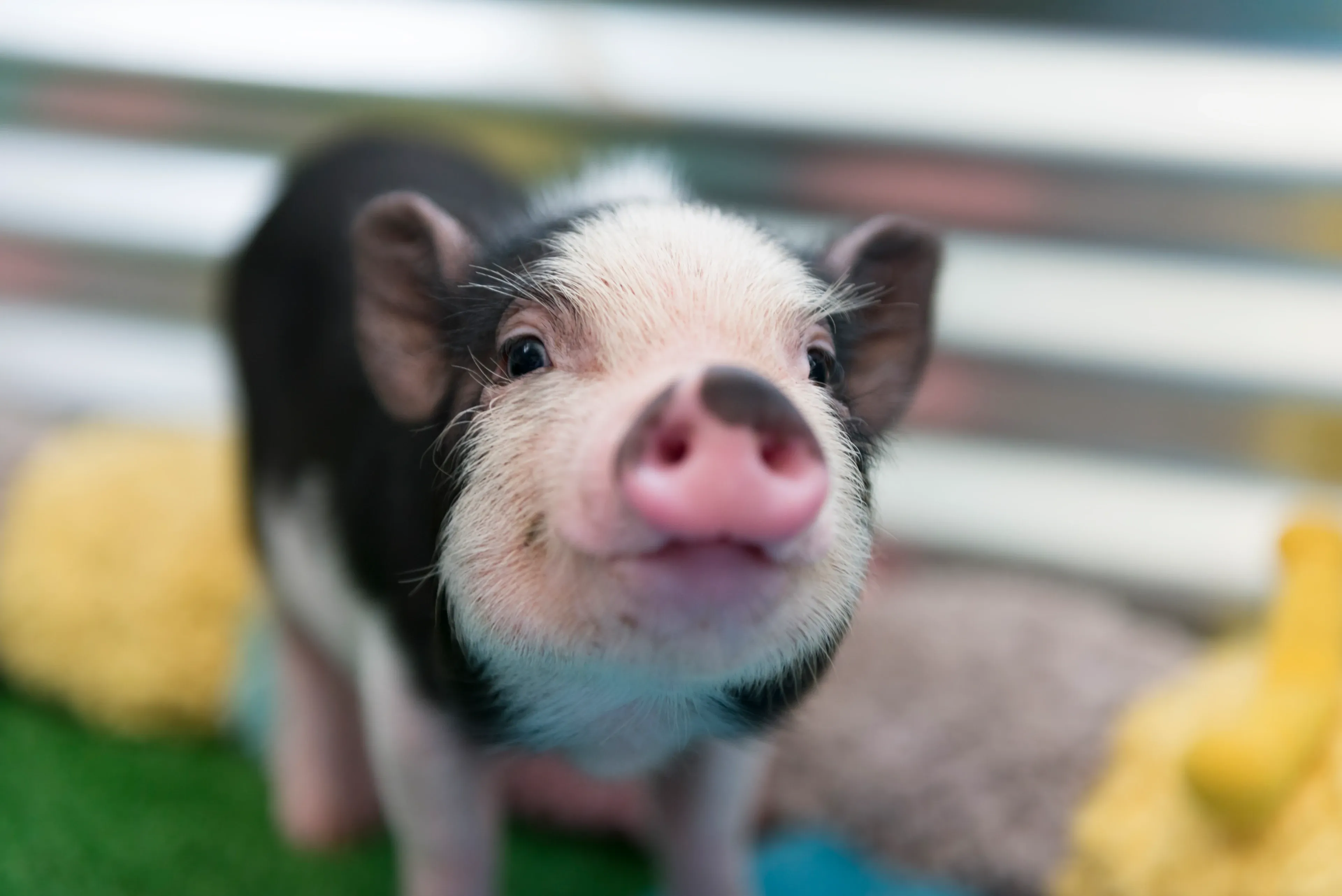 A close-up of a black-and-white piglet facing the camera, with a pink snout and dark patches around the eyes.