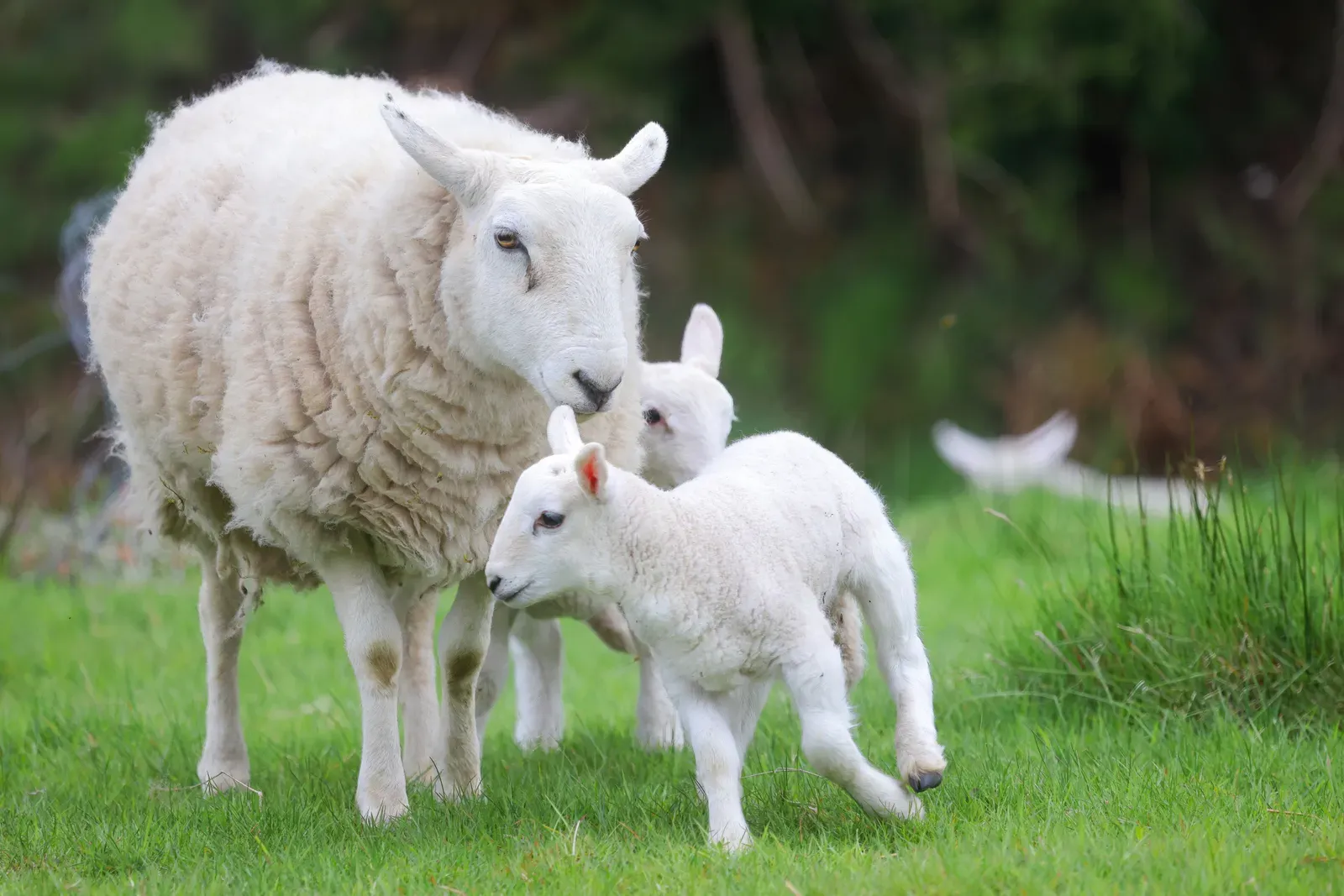 A woolly ewe standing in green grass beside her two young lambs, one nuzzling close to her face.