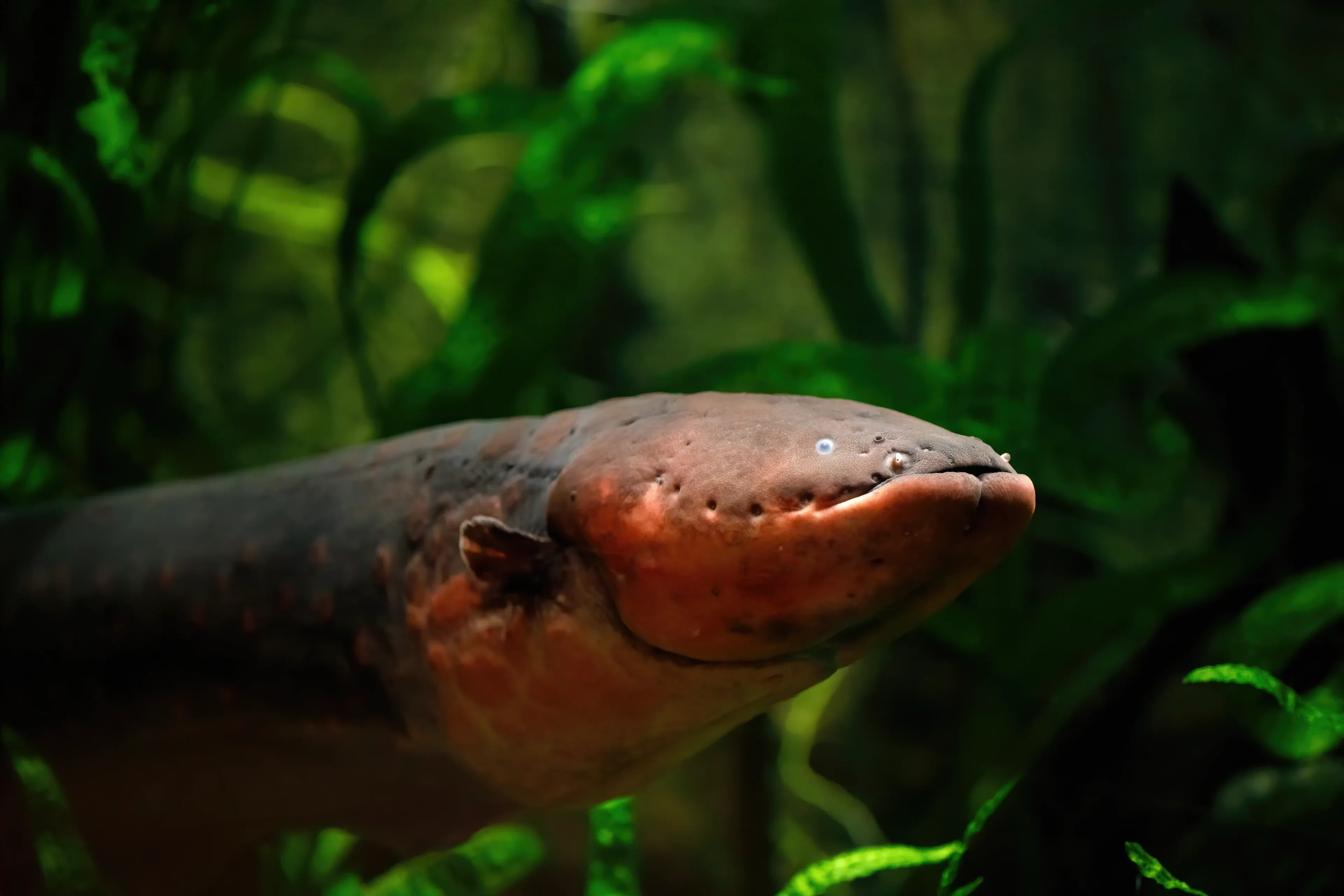 An electric eel faces right among green underwater plants, with a dark grey back and a bright orange throat. Its rounded head has tiny pale eyes and a row of small pores along the jaw.