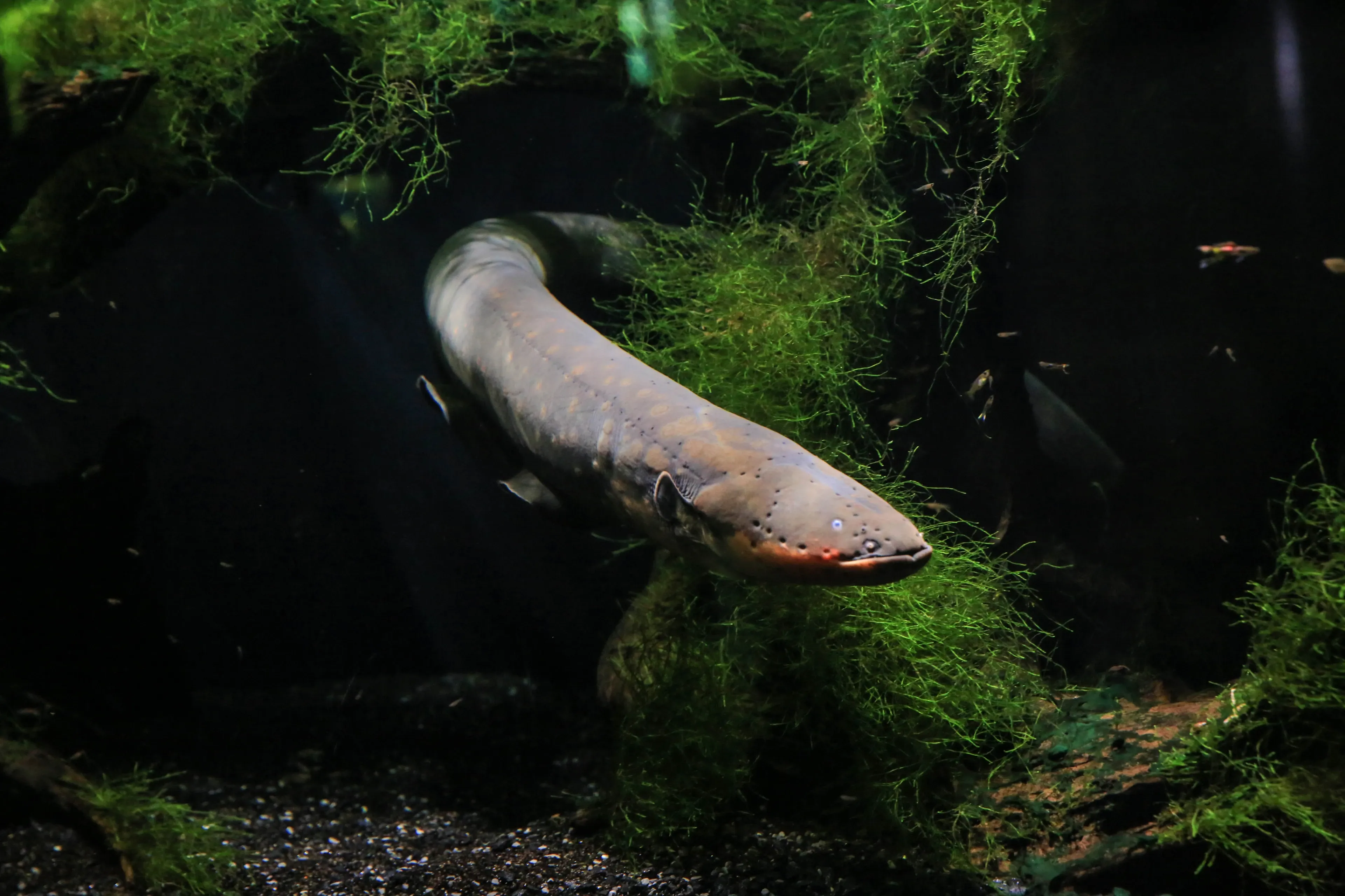 An electric eel glides diagonally through dark water, its charcoal-grey back fading to a warm orange belly. Bright green plants grow around it over a floor of dark pebbles.