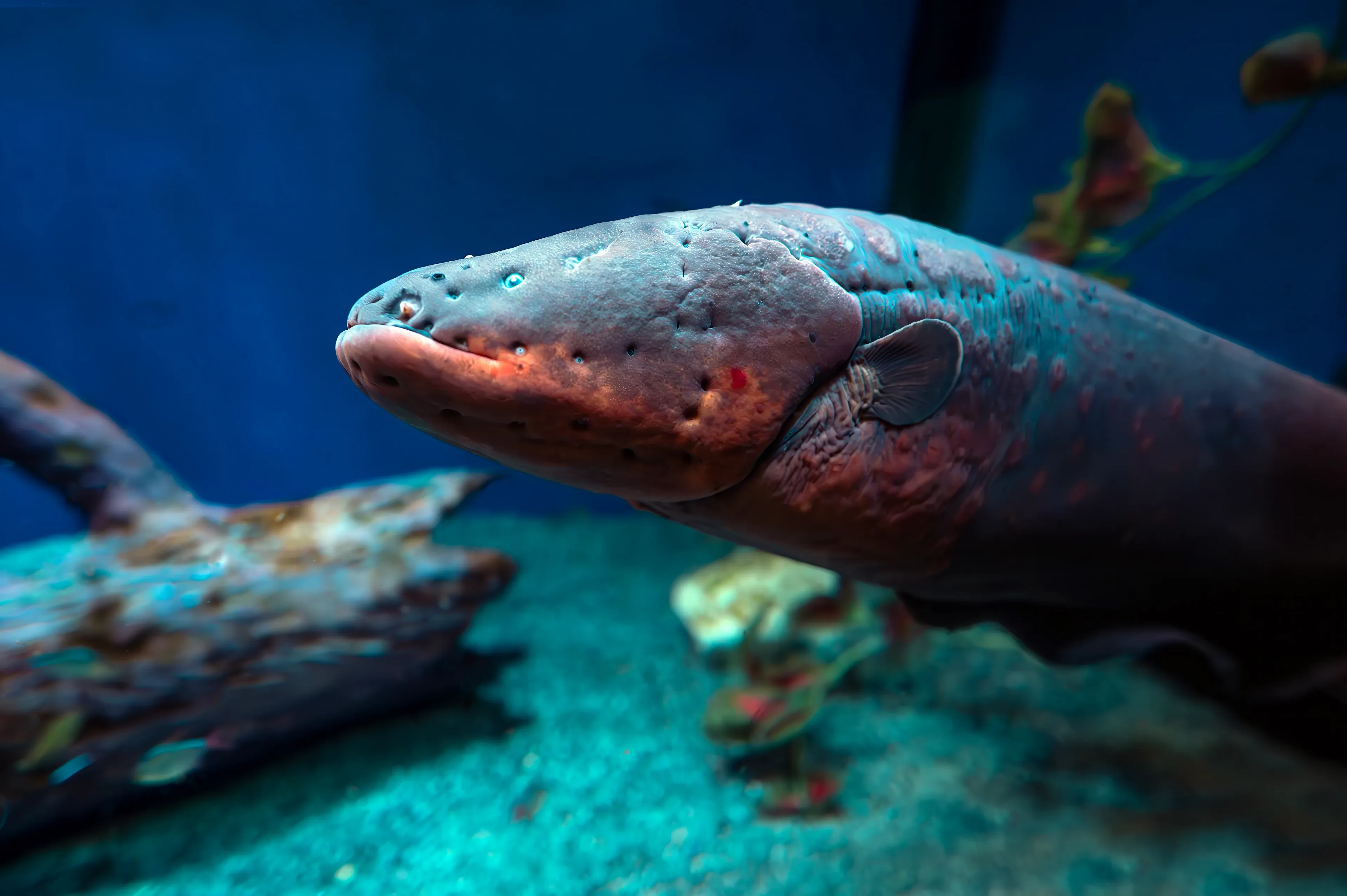 An electric eel swims through deep blue water, showing a rounded head and a reddish-orange chin. Its thick skin is mottled grey, blue, and pink, with tiny dark pits on the snout.