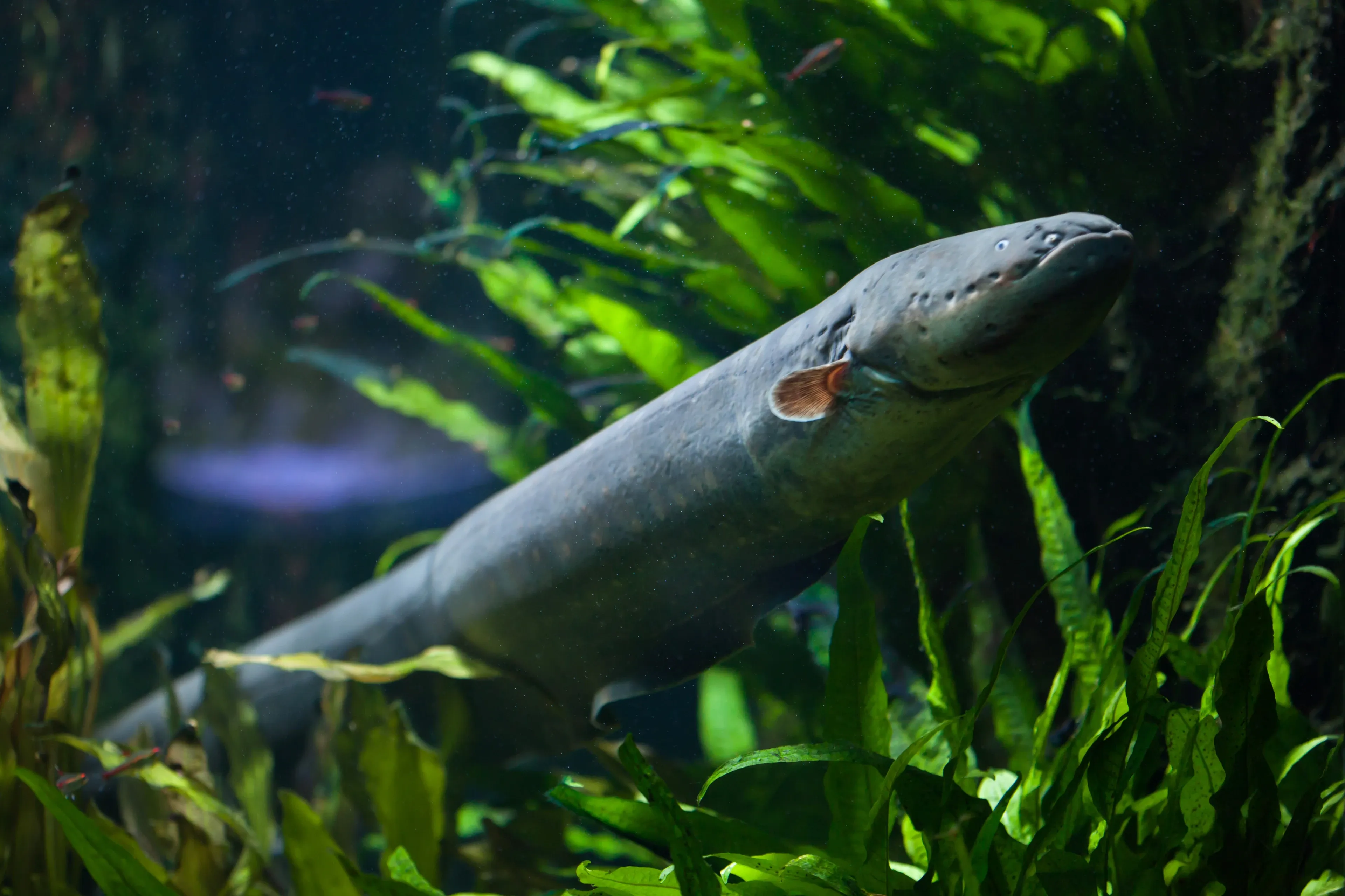 An electric eel swims diagonally upward through a thick forest of bright green underwater plants. Its long slate-grey body has a small fin near the head with a touch of orange at the base.