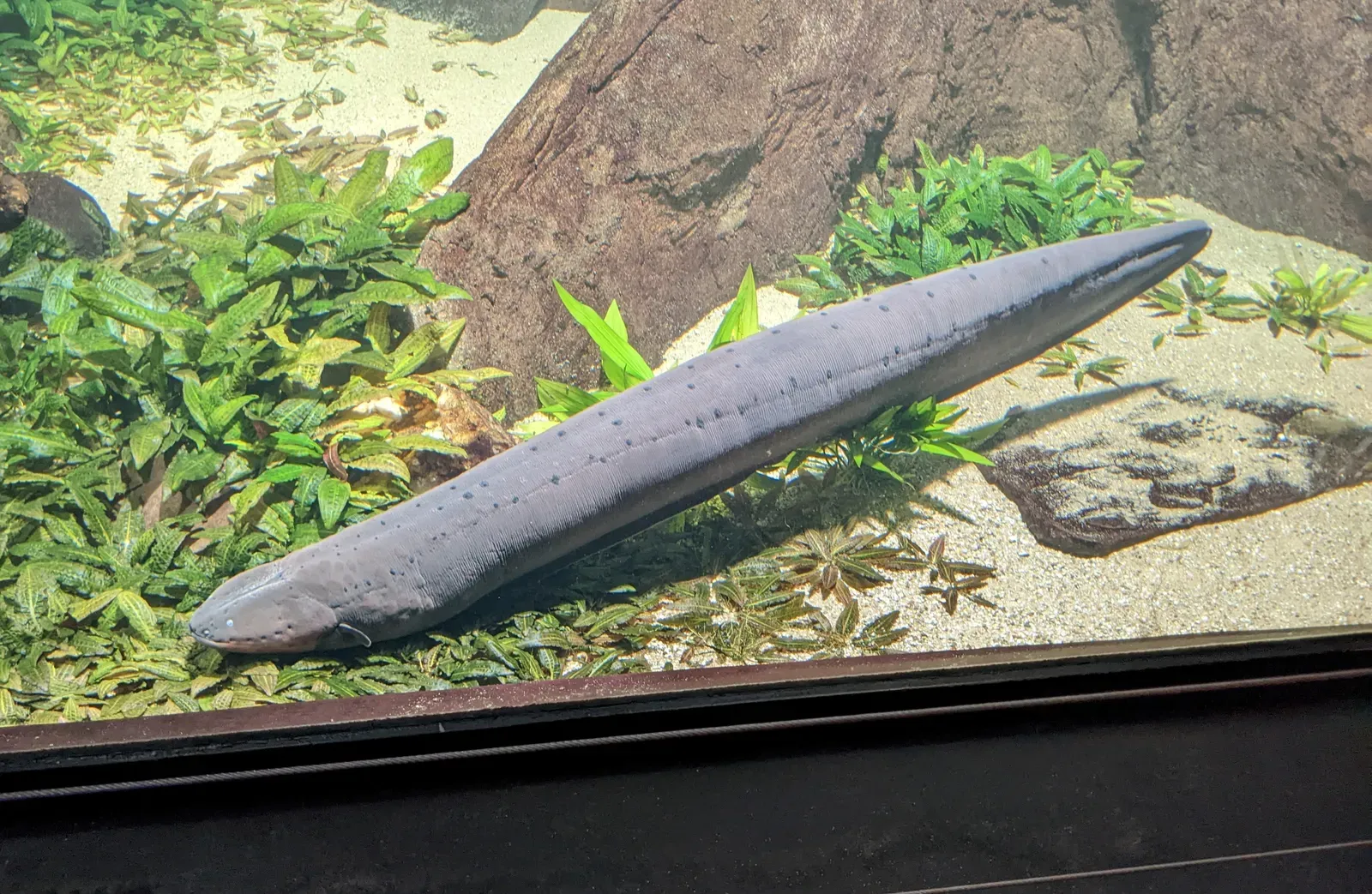 A long grey-brown electric eel resting near the sandy bottom of a planted aquarium, its smooth cylindrical body stretched over green plants.