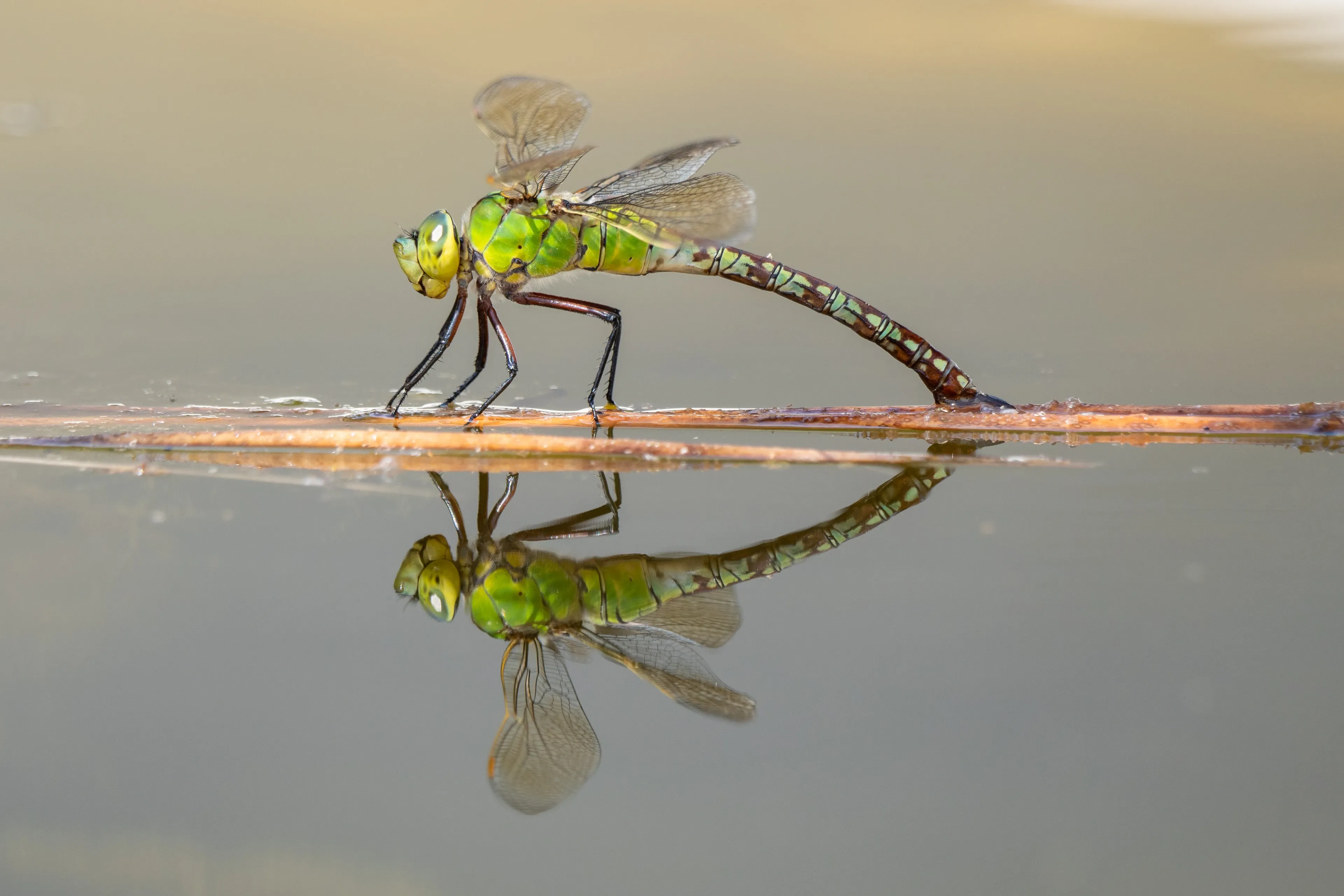 An emperor dragonfly perches on a thin brown reed at the water's surface, with a lime-green body and yellowish-green eyes. Its long abdomen arches down to touch the water, and a clear reflection shows beneath it.