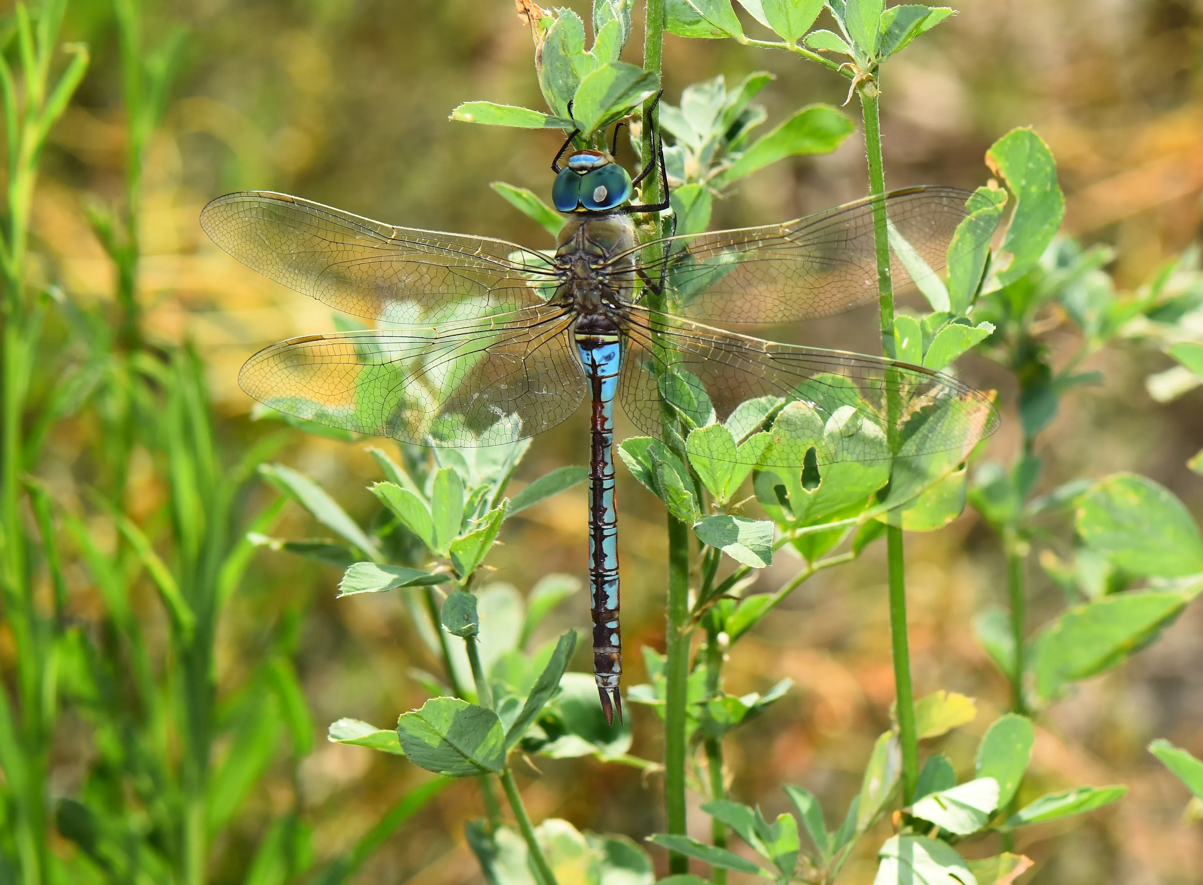 An emperor dragonfly clings upright to a thin green stem, with huge turquoise-blue eyes and four clear, veined wings spread wide. Its slender abdomen is dark brown with bright blue bands and small blue spots.