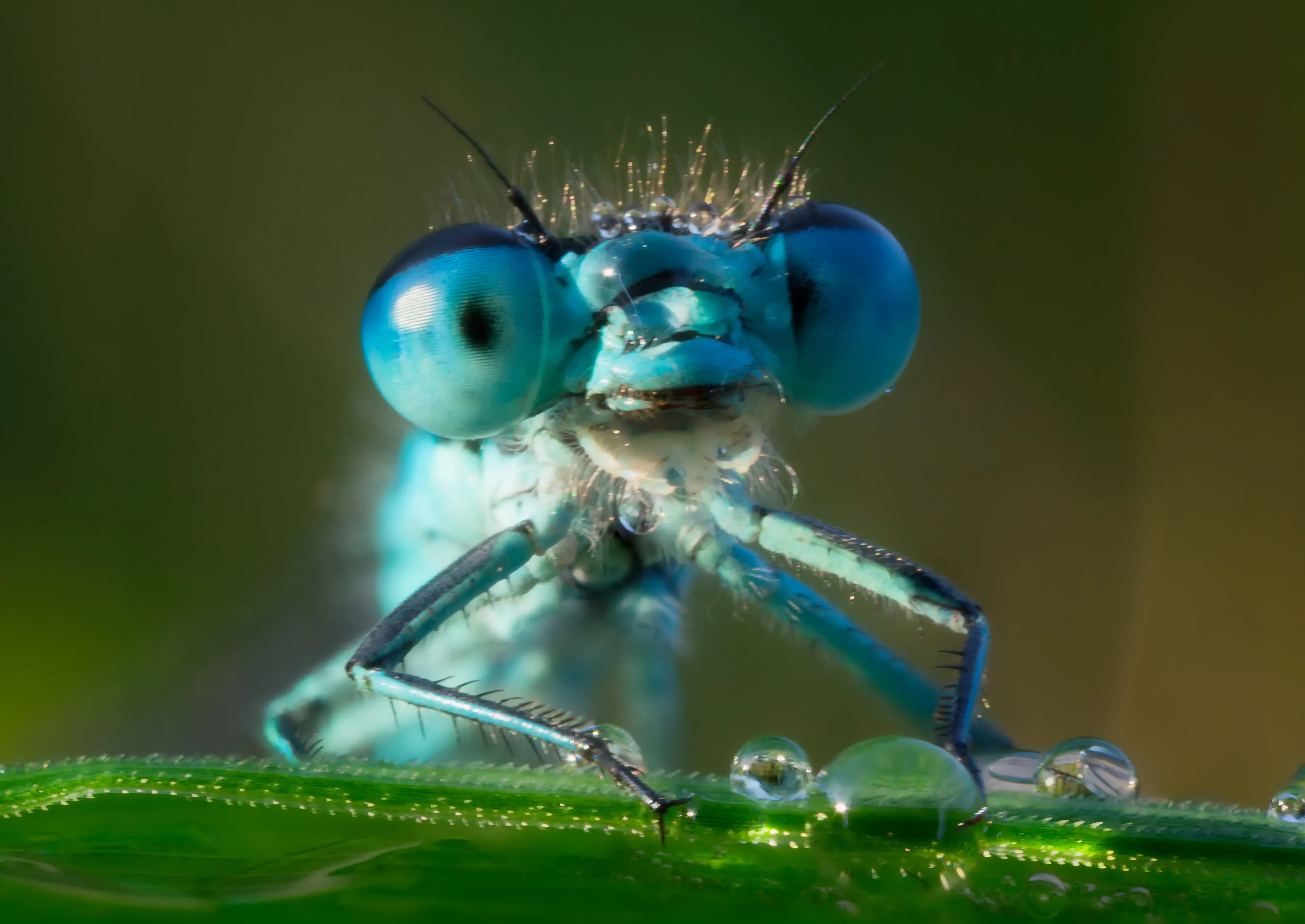An emperor dragonfly looks straight at the viewer from the edge of a bright green leaf, with two huge bulbous blue eyes. Tiny water droplets sit on its head, its thin blue legs, and the leaf.