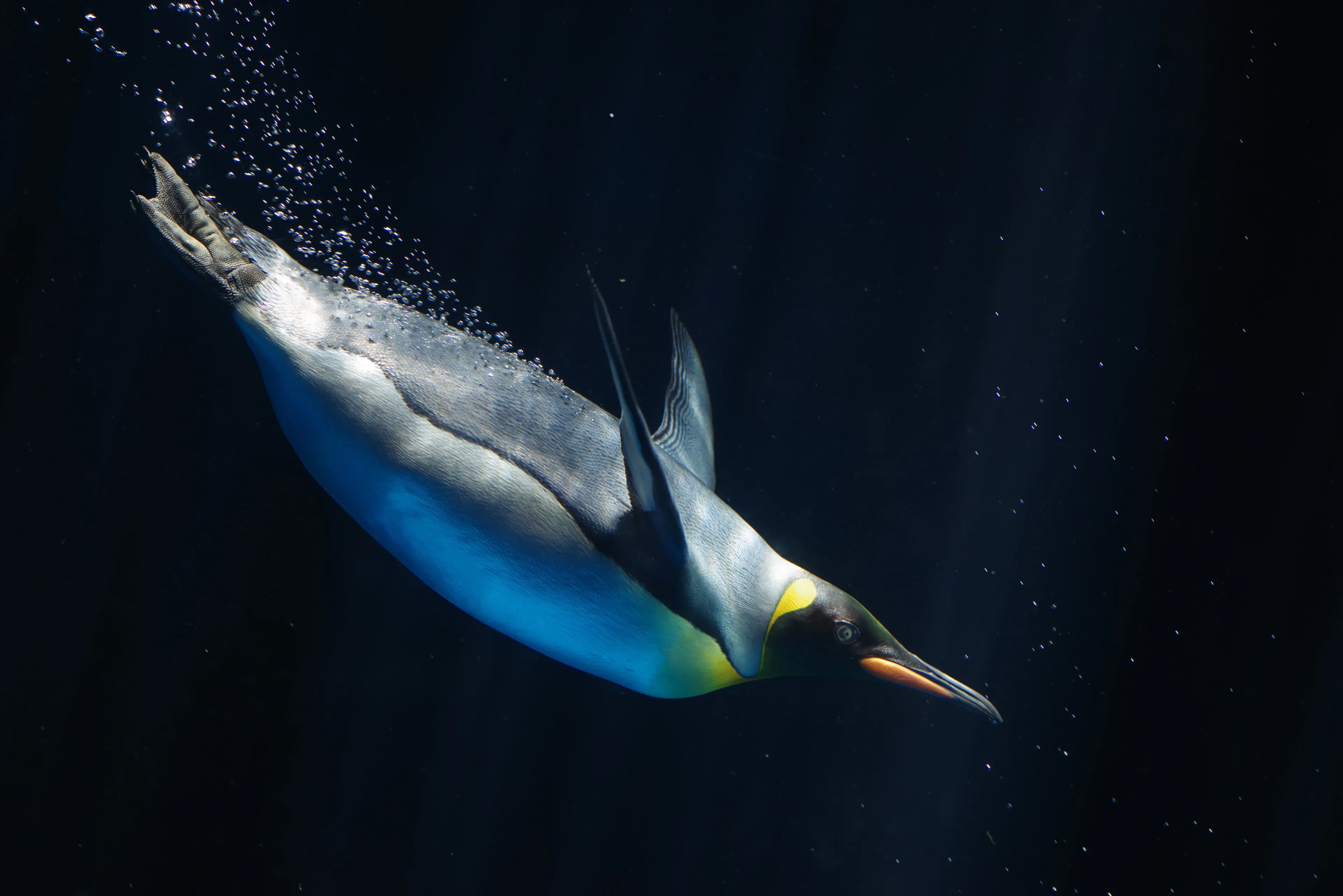 An emperor penguin diving through dark deep-blue water, with a yellow-orange neck patch and a long trail of bubbles streaming behind it.
