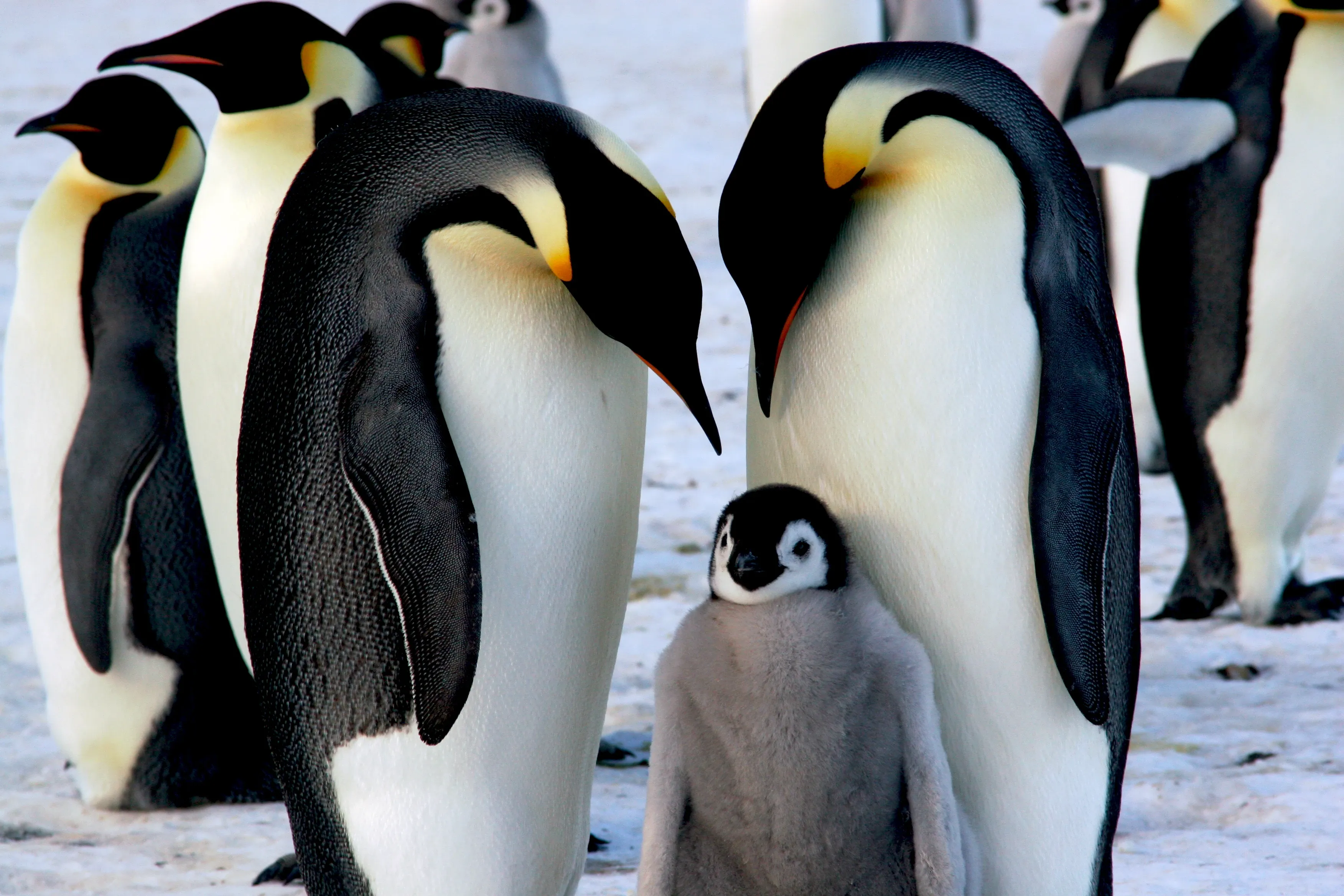 Two adult emperor penguins stand on Antarctic snow beside a fluffy grey chick with a black head and white eye-rings.