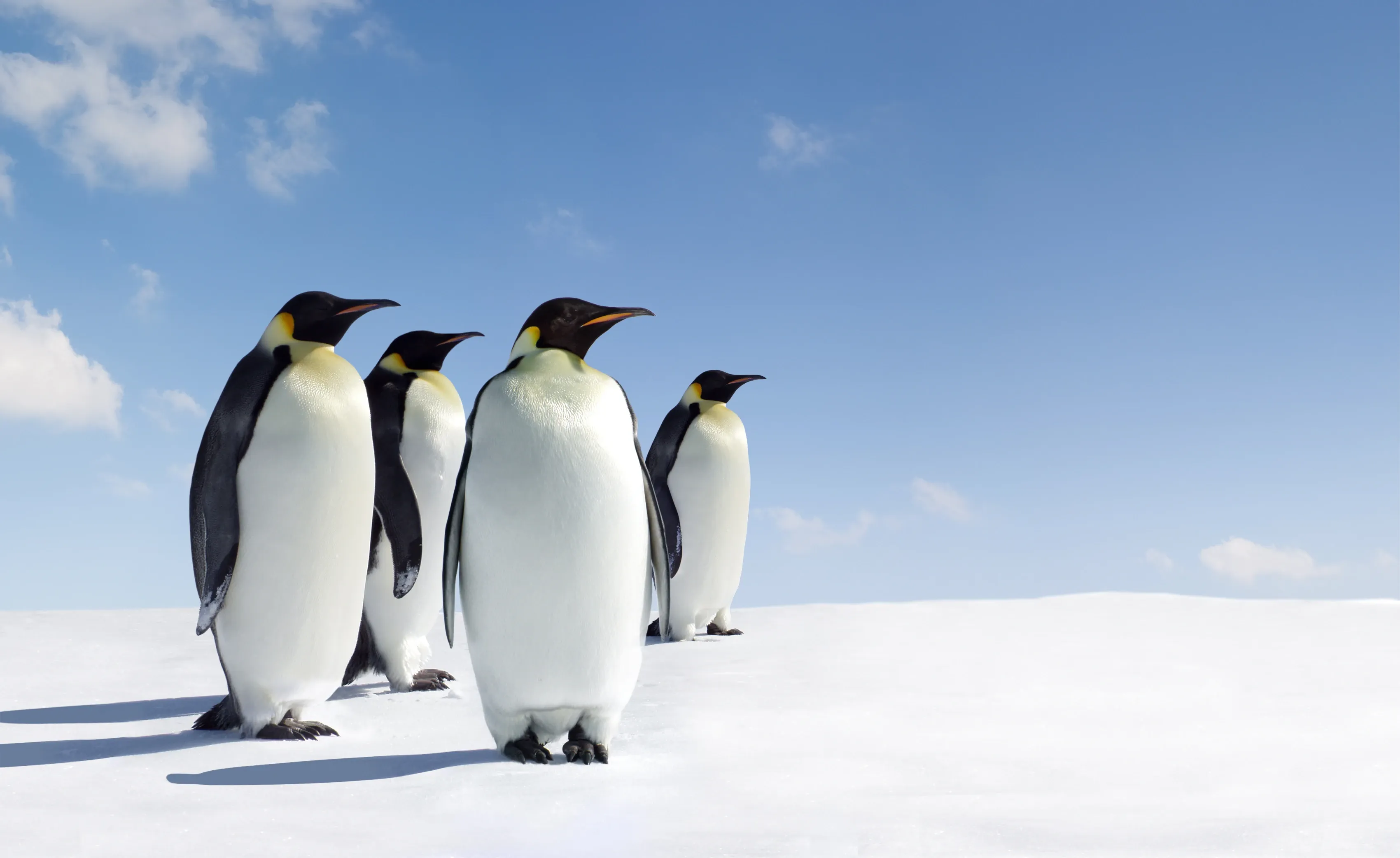Four adult emperor penguins stand on bright Antarctic snow under a clear blue sky, showing yellow-orange neck patches.