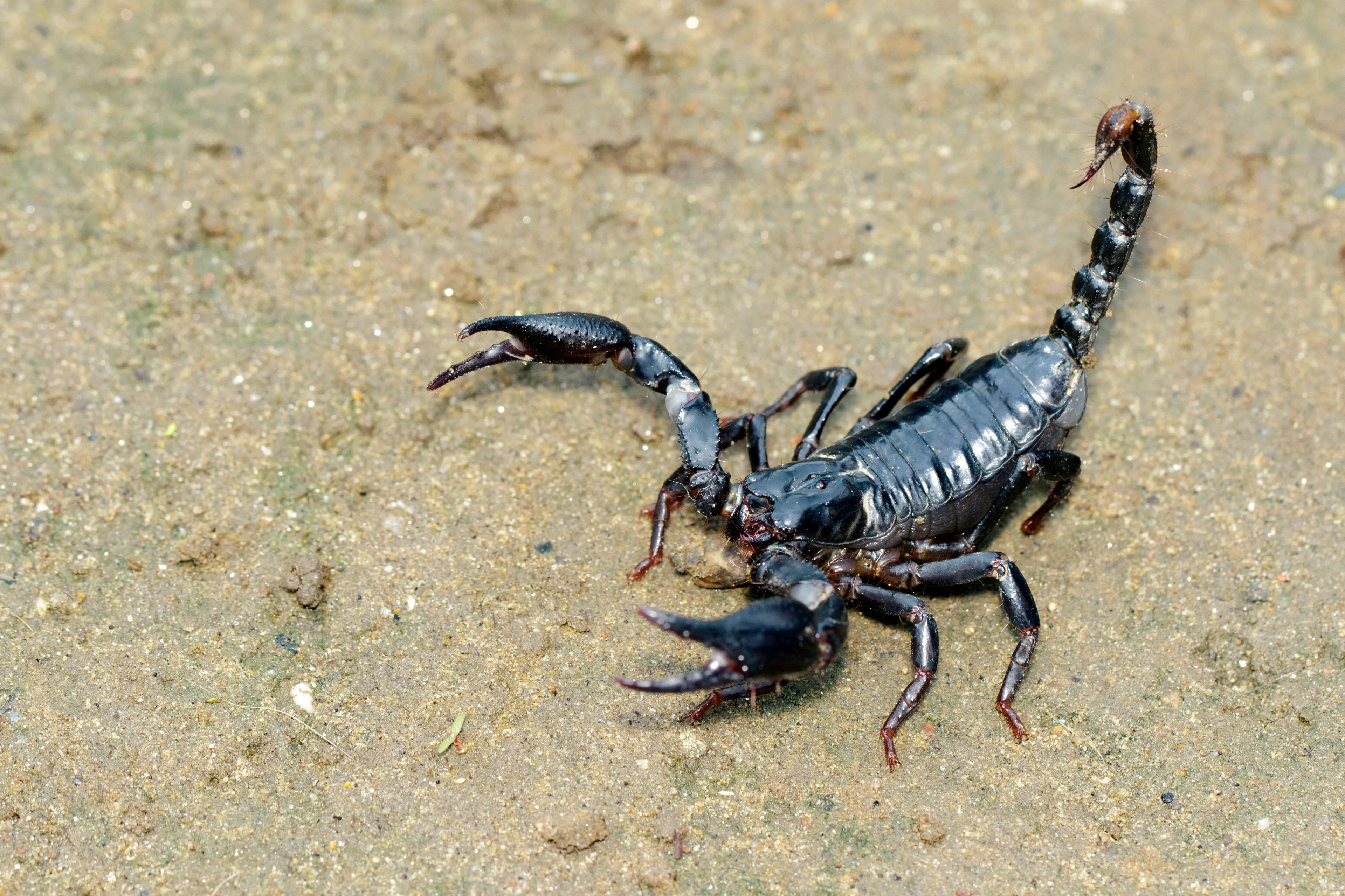 A glossy black emperor scorpion crawls across damp sandy ground with its large pincers held wide. Its long segmented tail curves high in the air, ending in a sharp stinger.