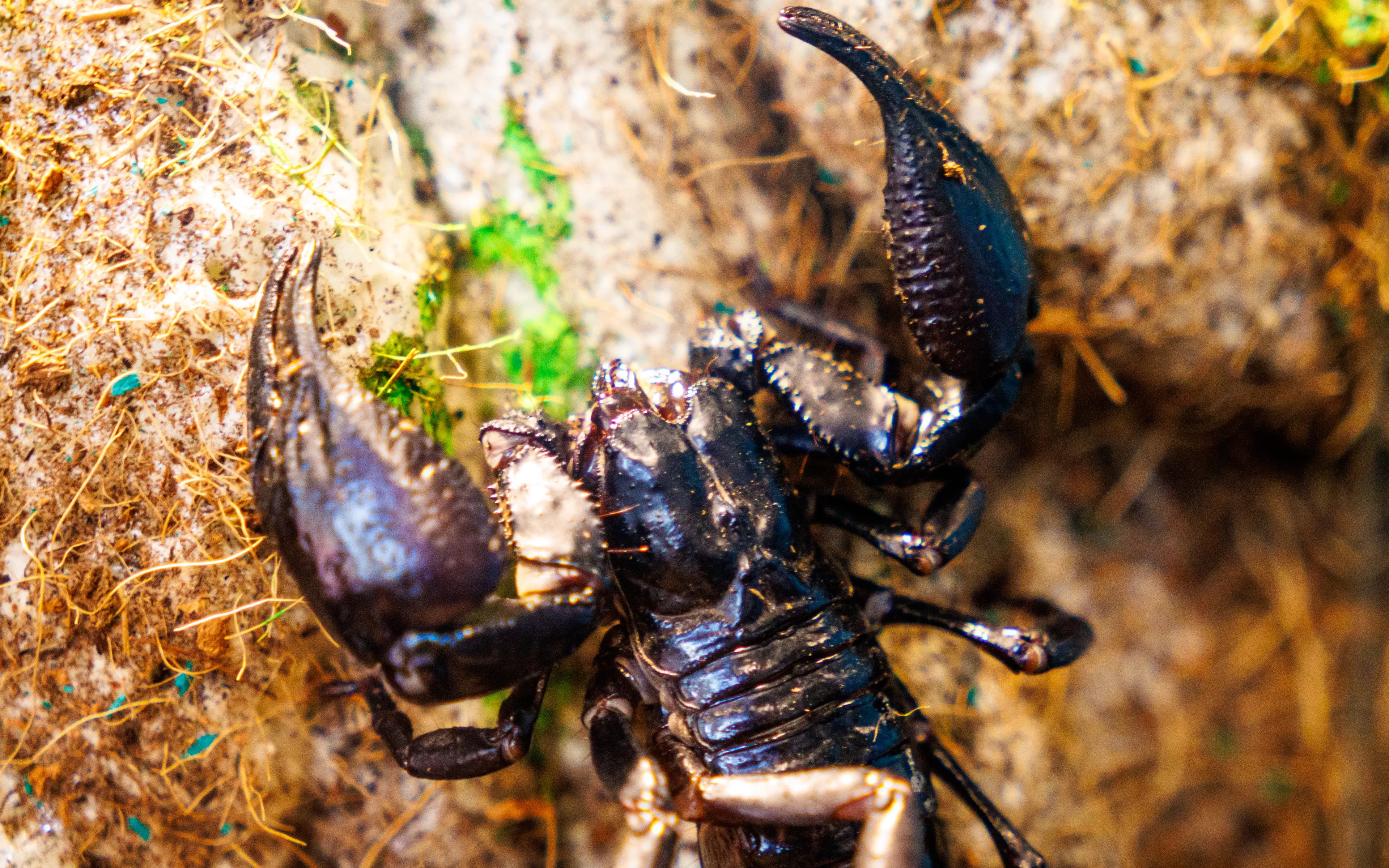 A shiny black emperor scorpion rests with its large, bumpy pincers spread wide. It sits on brown straw-like fibres with small patches of green moss.