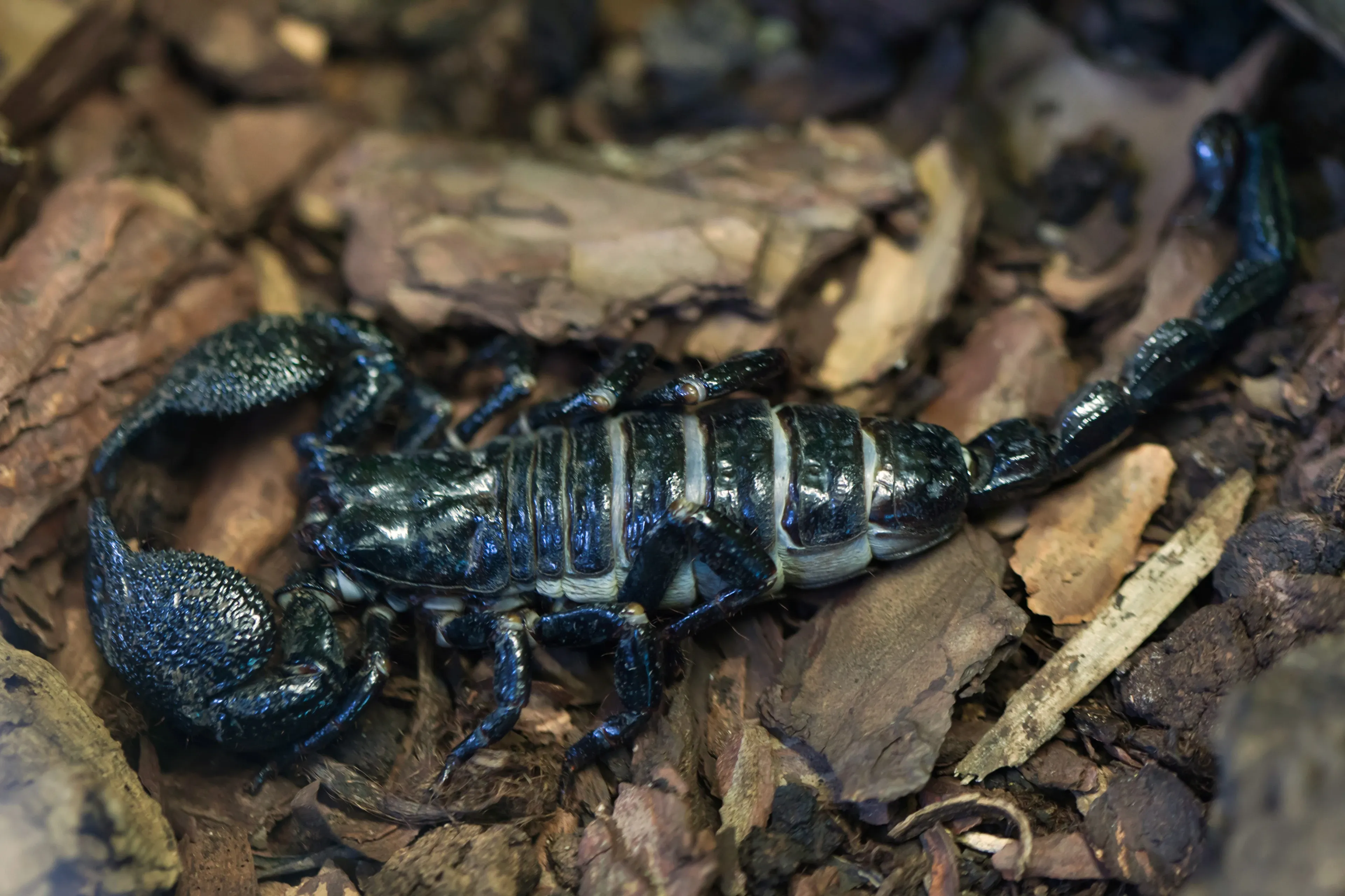 An emperor scorpion crawls across brown wood chips and bits of bark. Its shiny black body is made of hard segments, with two large bumpy pincers in front and a long curved tail behind.