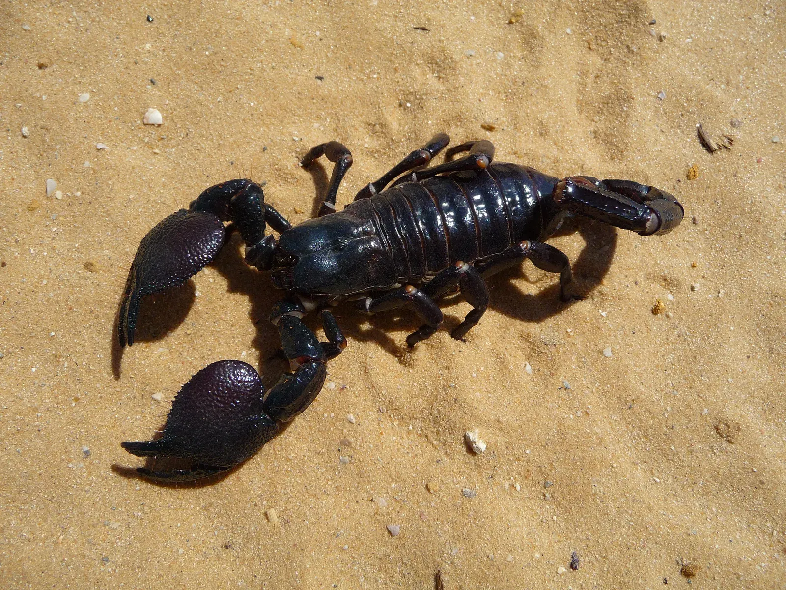 A large glossy black emperor scorpion on pale sand, showing its big pincers, segmented body and curved tail.