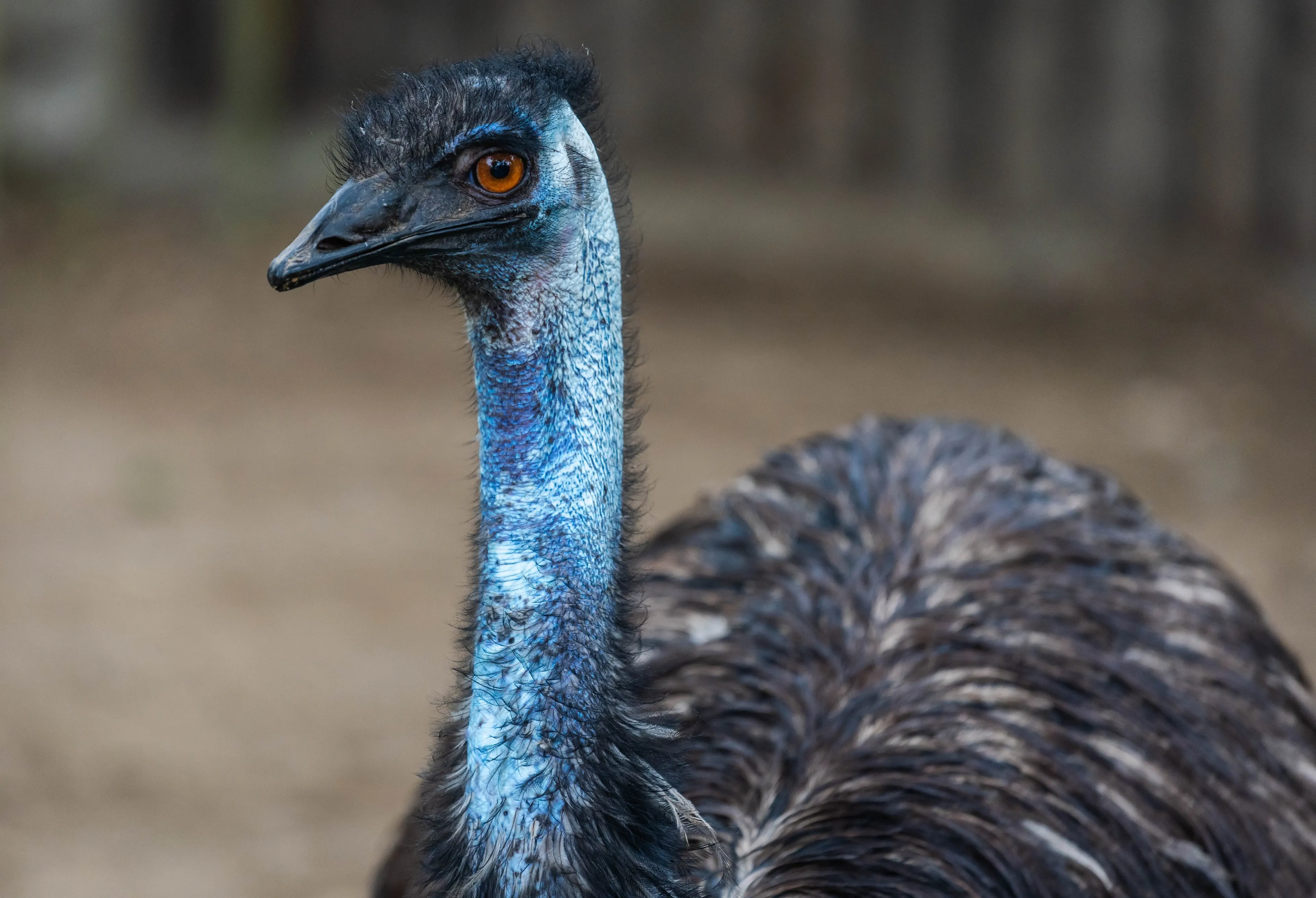 An emu looks to the side, showing a long neck of bright blue skin and thin dark feathers. Its head has a cap of black feathers, a pointed beak, and a glowing orange-brown eye.