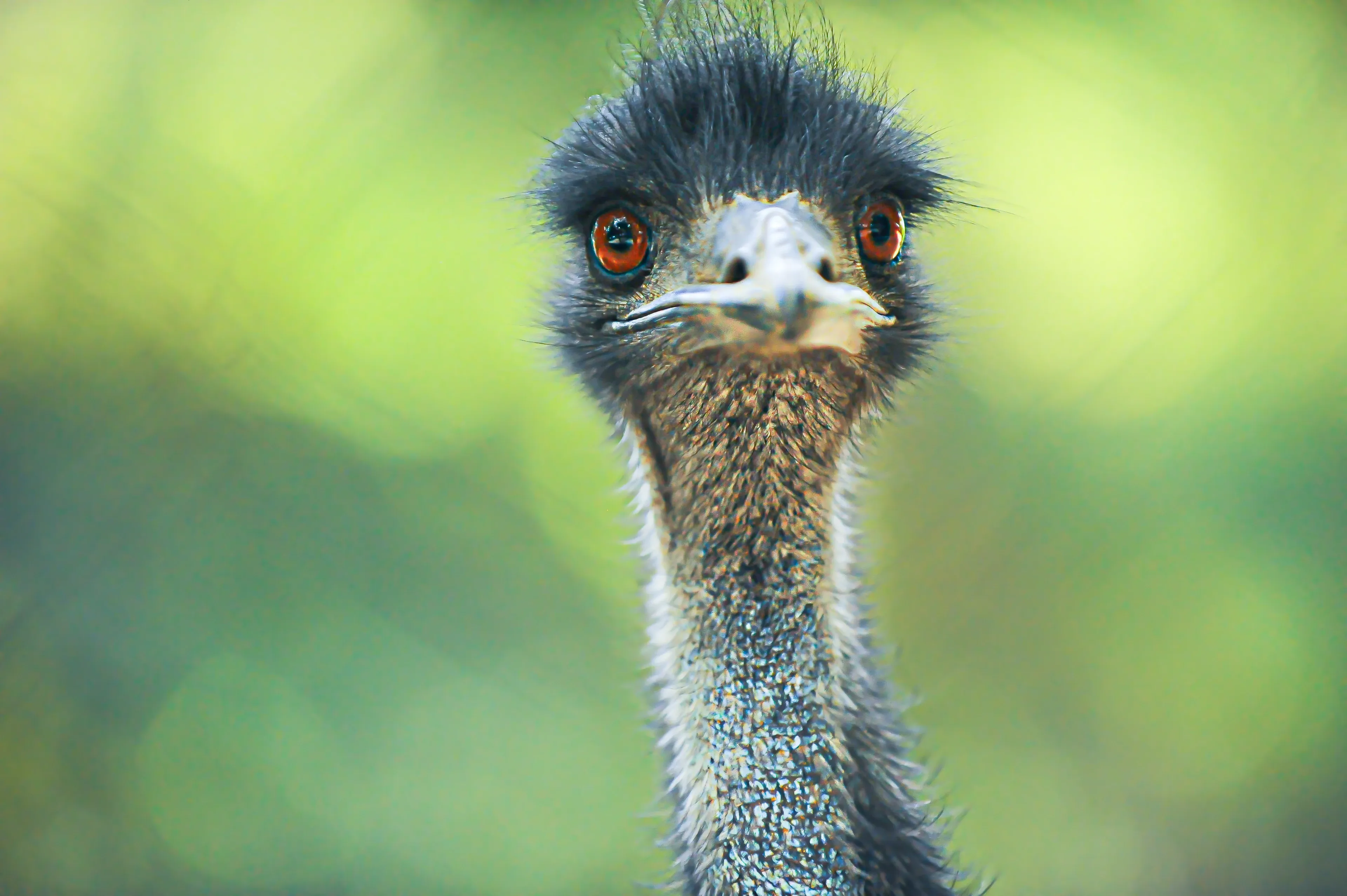An emu looks straight at the viewer with large, bright orange eyes. Messy dark-grey feathers cover its head, and its long slender neck is coated in soft blue-grey down.