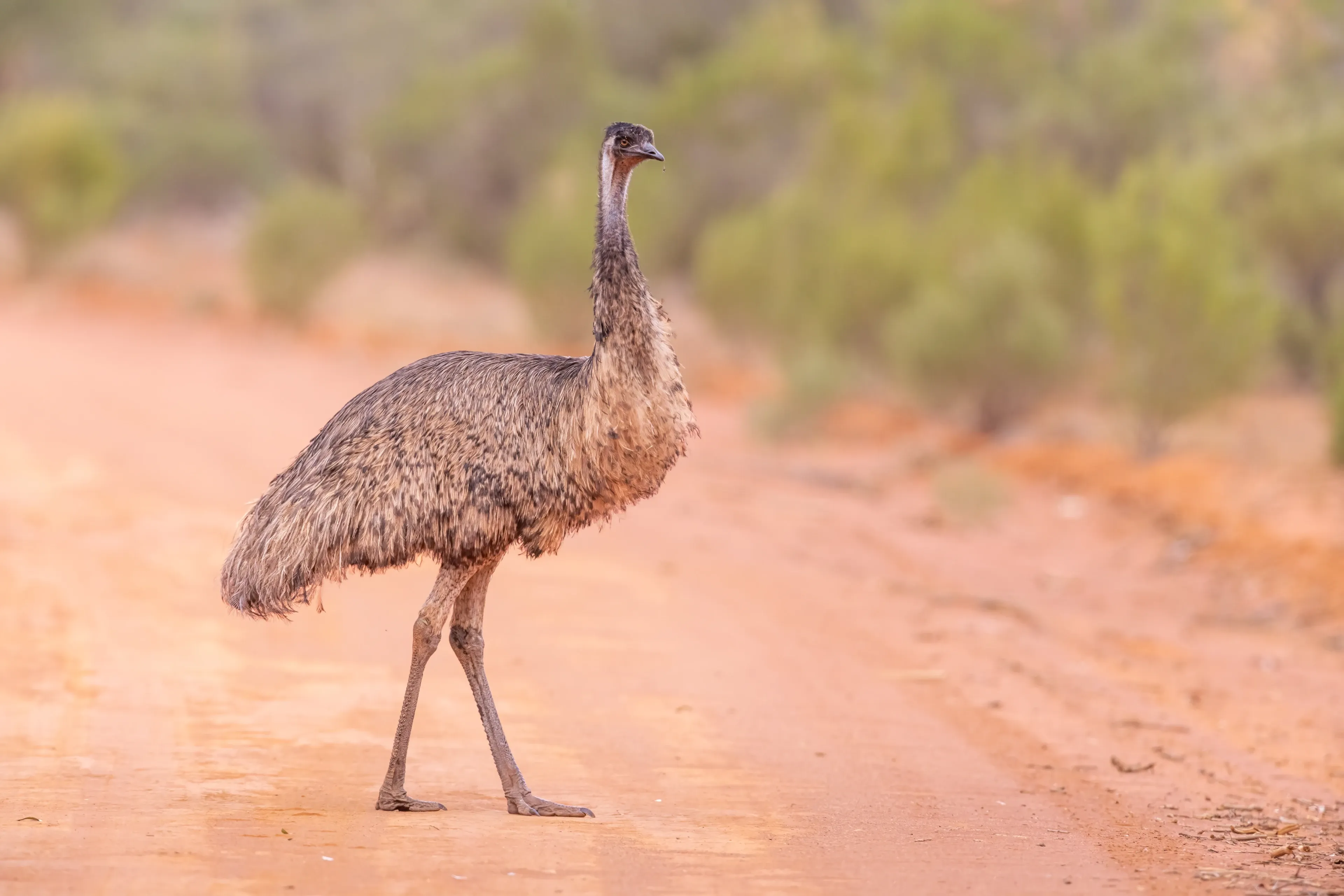 An emu stands on a dusty reddish-orange dirt road, looking back over its shoulder. Shaggy tan, grey, and dark-brown feathers cover its body, and one long grey leg is placed slightly ahead of the other.