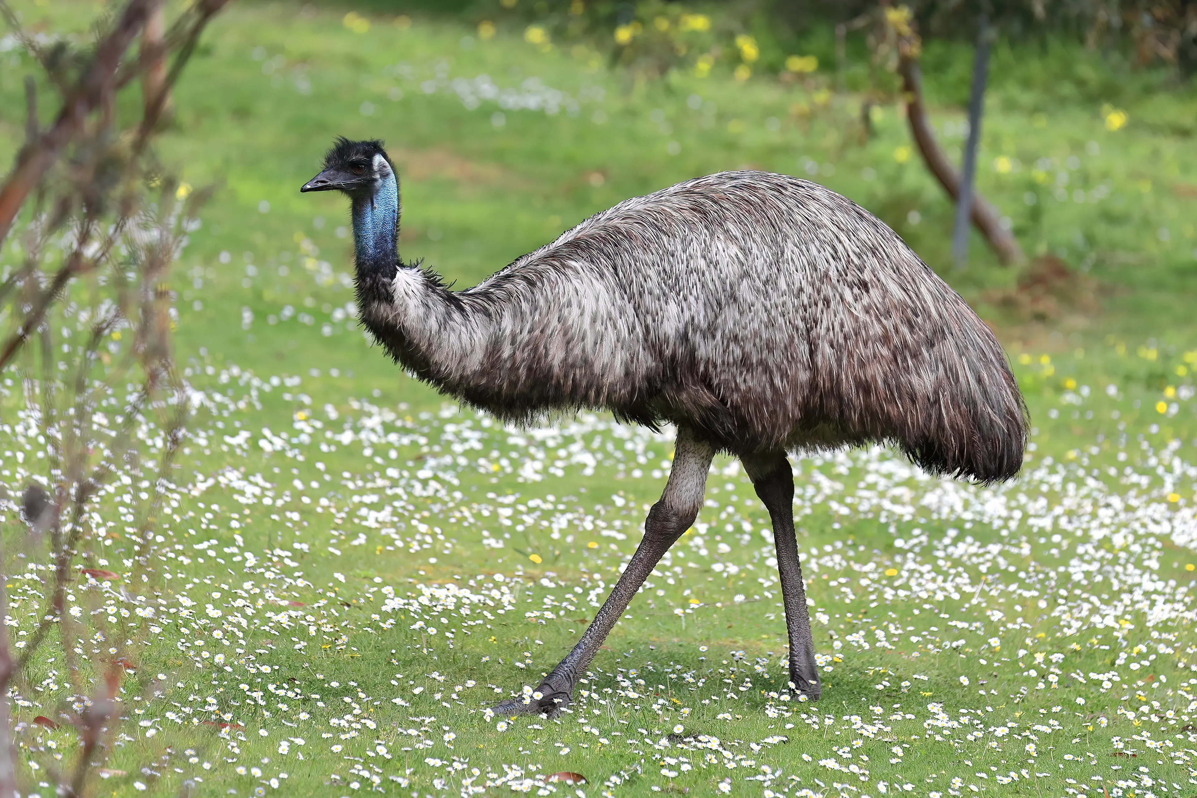An emu walks across a grassy field dotted with tiny white wildflowers. Its shaggy feathers are grey and brown, with a touch of blue skin showing on its long neck.