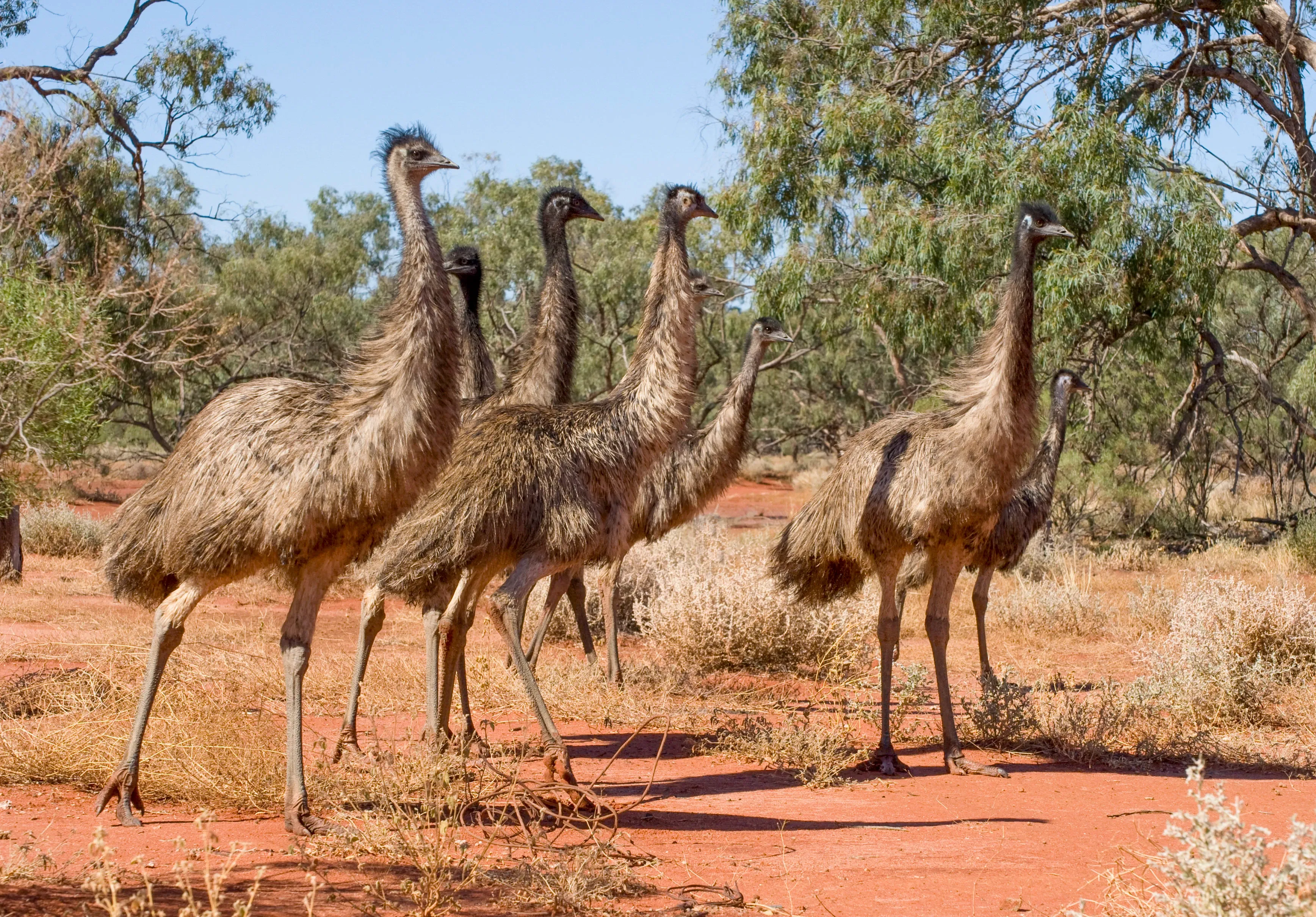A group of emus with shaggy tan and grey feathers stands together on bright orange-red ground. Their long necks reach up as they walk past leafy green trees and dry yellow grass under a clear blue sky.