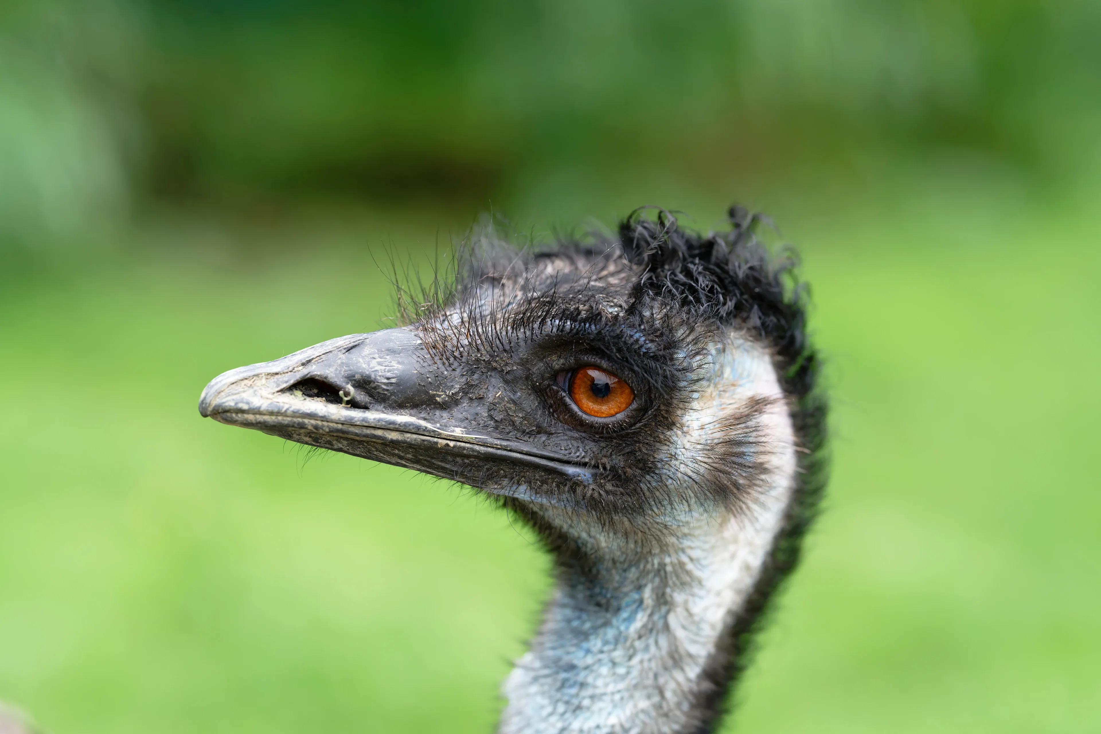 An emu's head and neck are shown in profile against a soft green background. It looks left with a bright orange eye, a long dark-grey beak, and fuzzy black-and-grey down.
