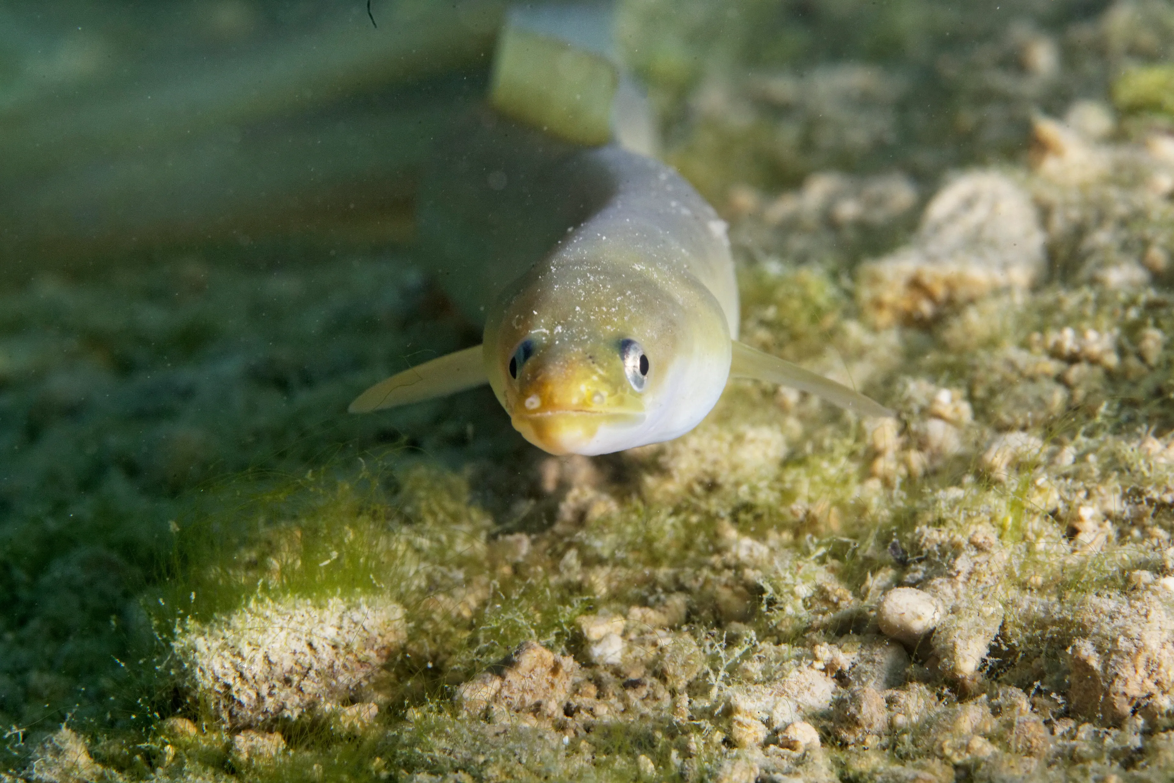 A European eel swims straight toward the viewer over a rocky seabed, its long body pale silvery-grey with a yellow tint on the snout. Small dark eyes and tiny fins sit near its head, above sand, pebbles, and patches of green algae.