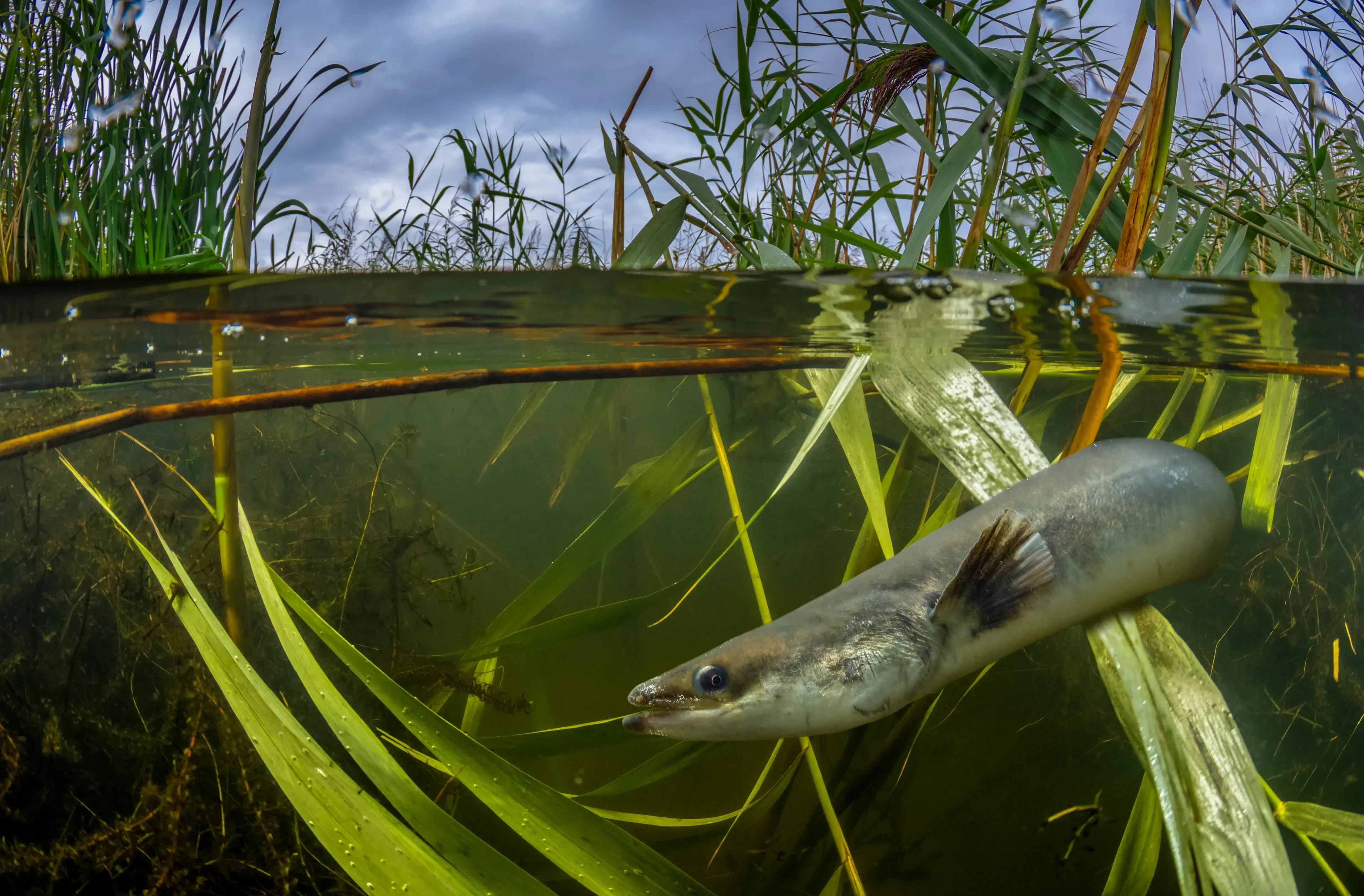 A long grey European eel swims among bright green underwater plants in murky water. Above the surface, tall reeds reach toward a dark, cloudy sky.