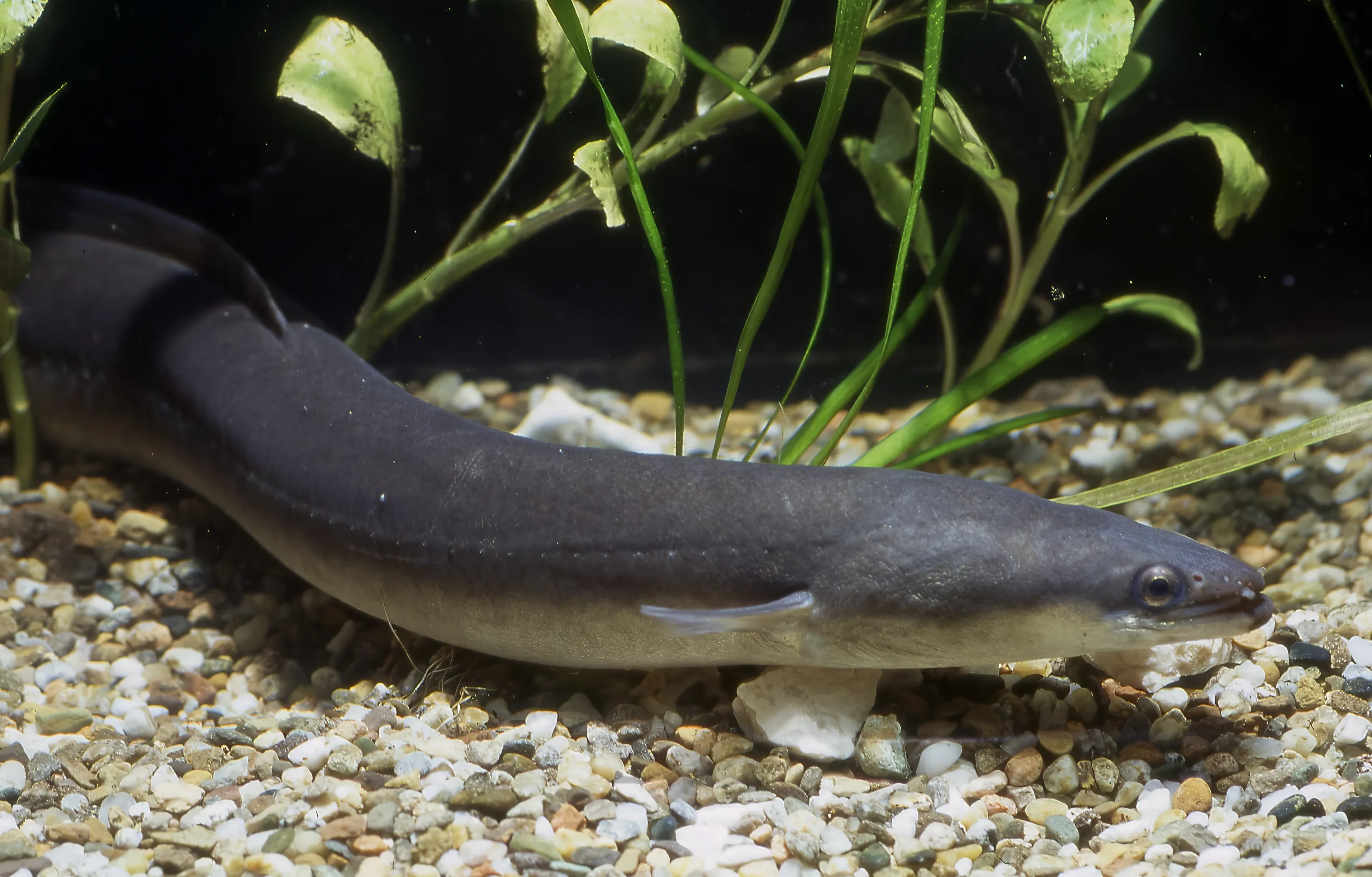 A European eel swims close to a bed of small, mixed-colour pebbles. Its smooth skin is dark grey on top with a cream-coloured belly, and green leafy plants grow behind it in the clear water.