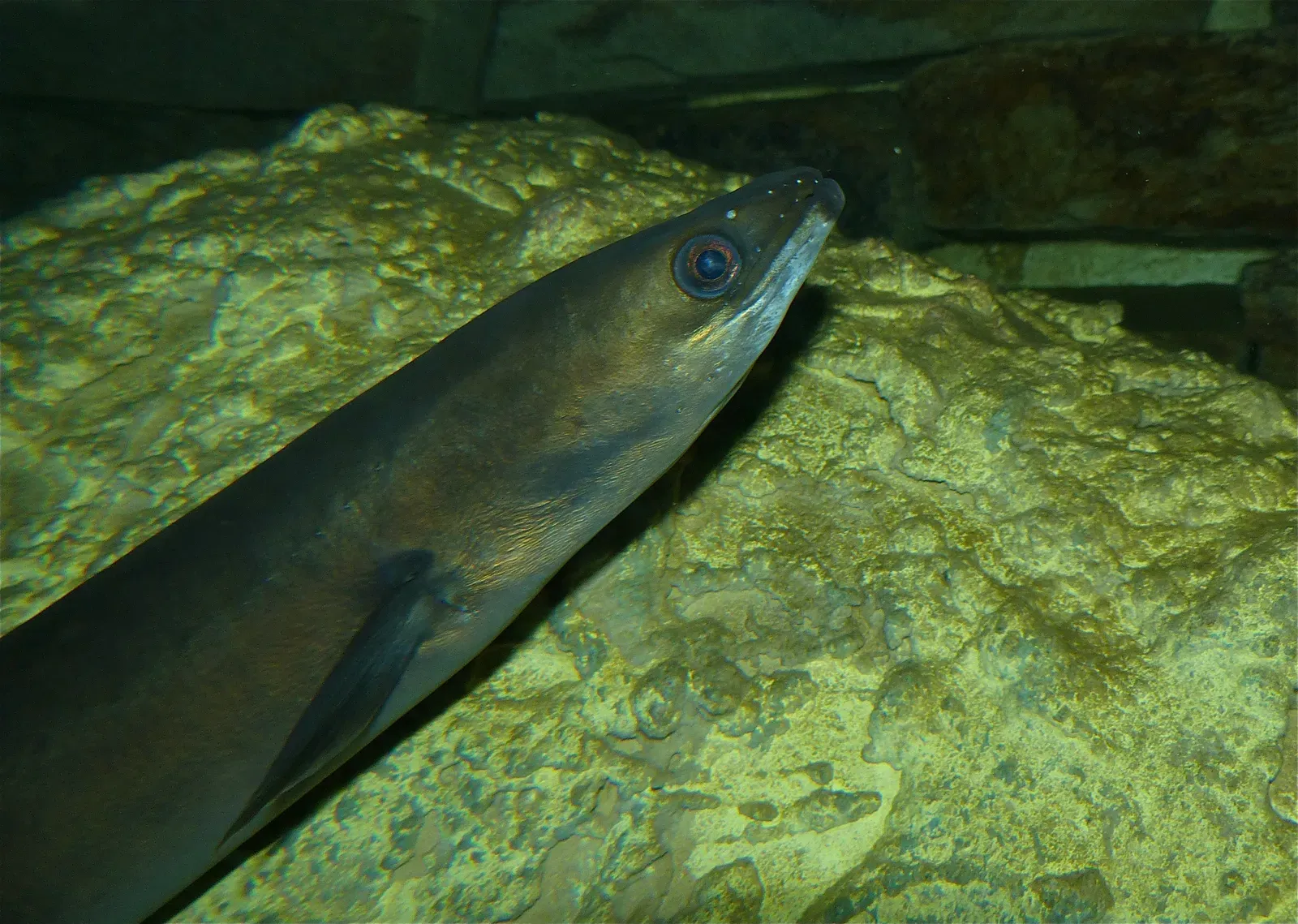 A European eel with a long, snake-like brown body and a pointed snout, gliding over pale rocks underwater.