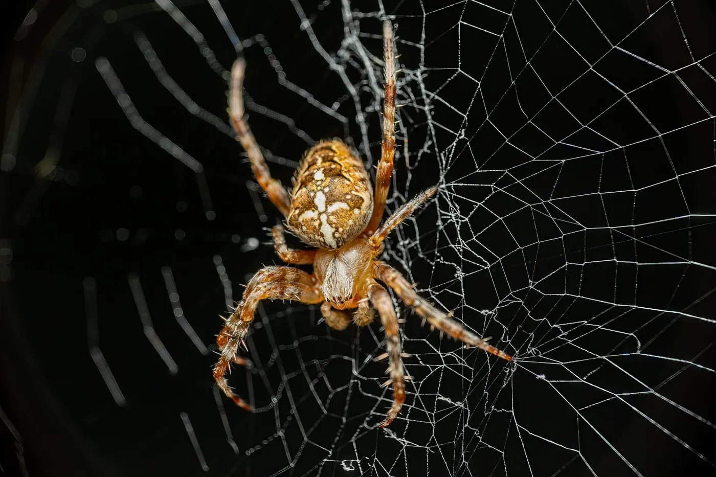 A brown European garden spider hanging head-down in its orb web, the pale cross-shaped pattern of dots clear on its rounded abdomen.