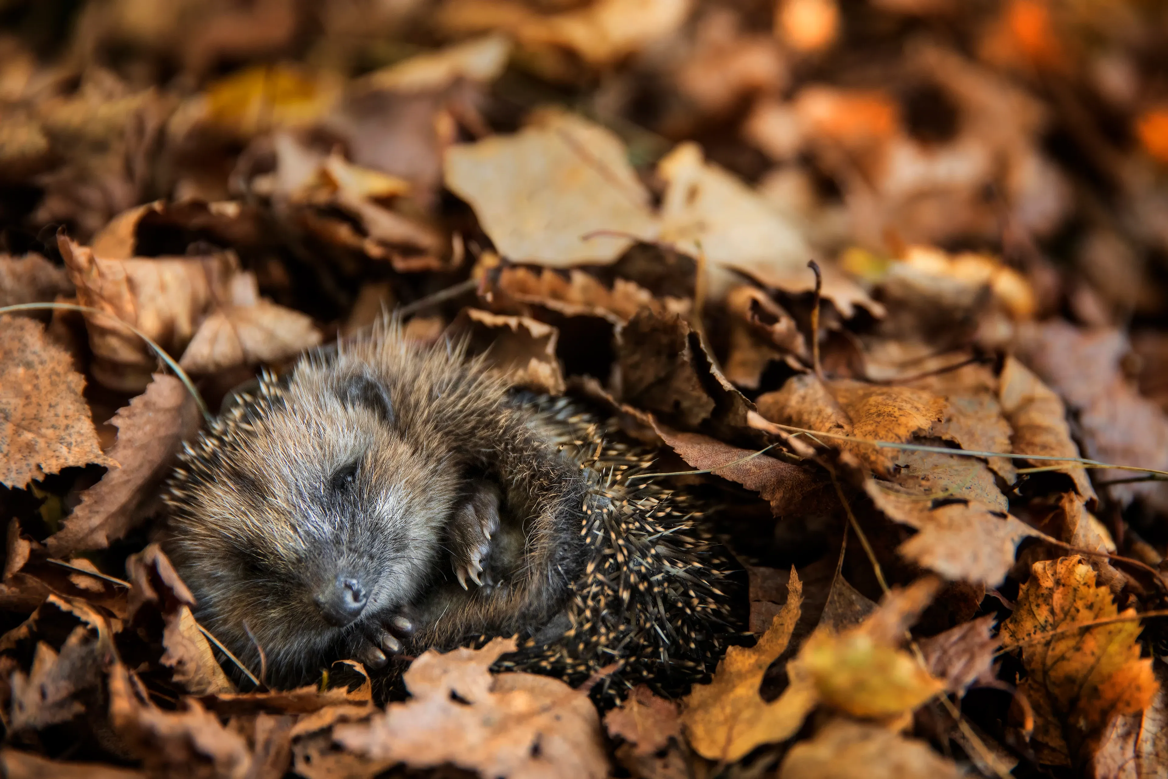 A European hedgehog curled asleep among dry brown autumn leaves, with its eyes closed and a small front paw tucked near its snout.