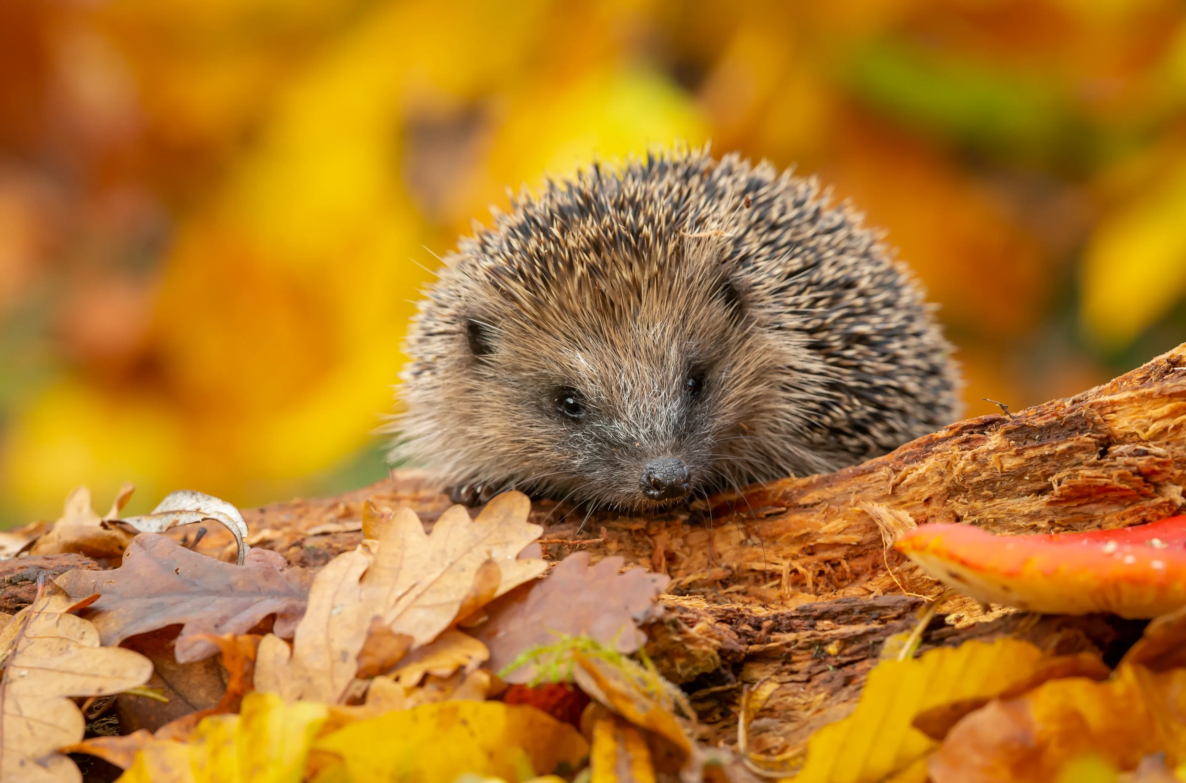 A European hedgehog facing forward on a mossy log among yellow autumn oak leaves, with soft orange woodland bokeh behind.