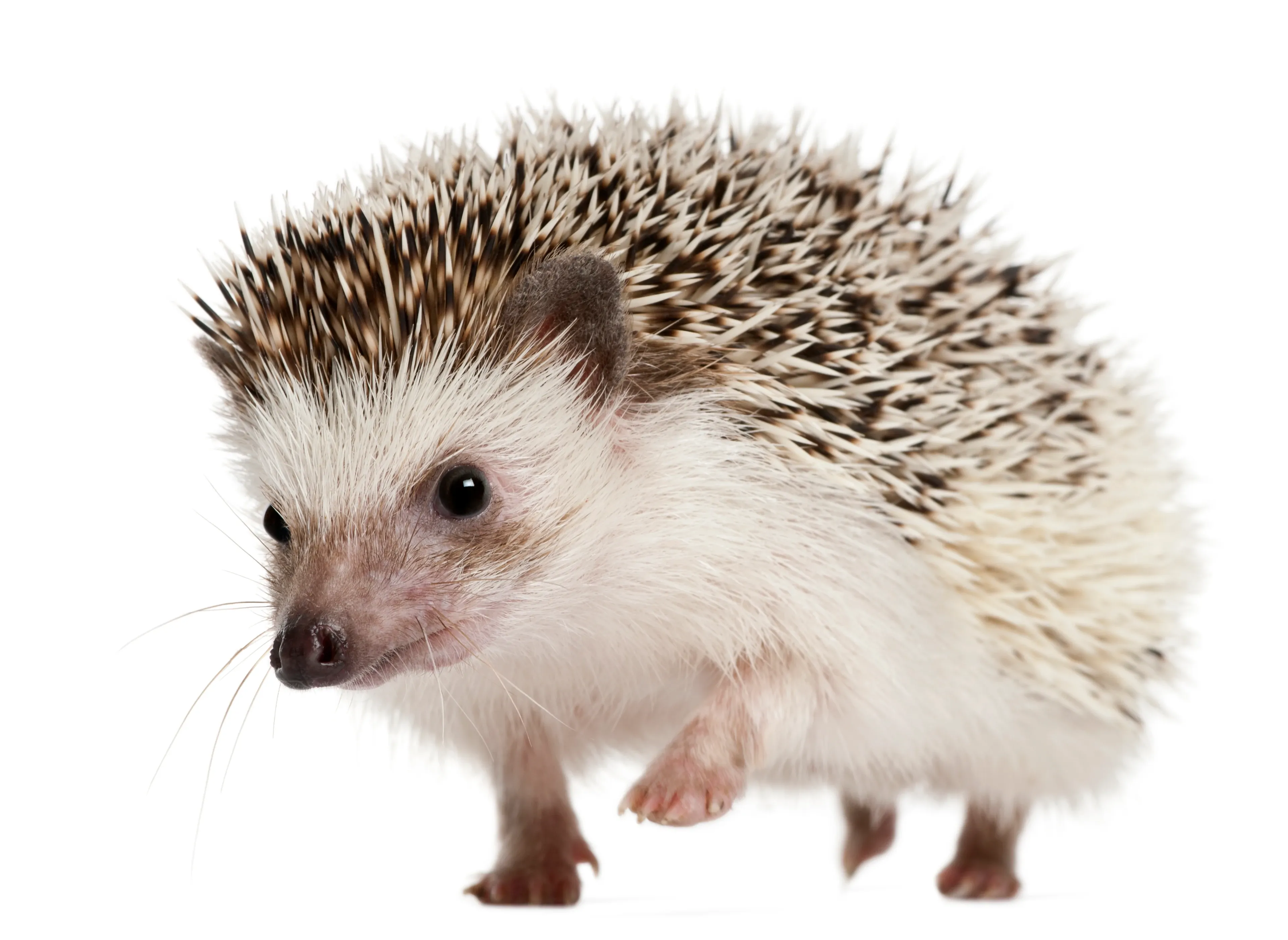 A hedgehog with banded spines and pale facial fur walking left across a plain white studio background.