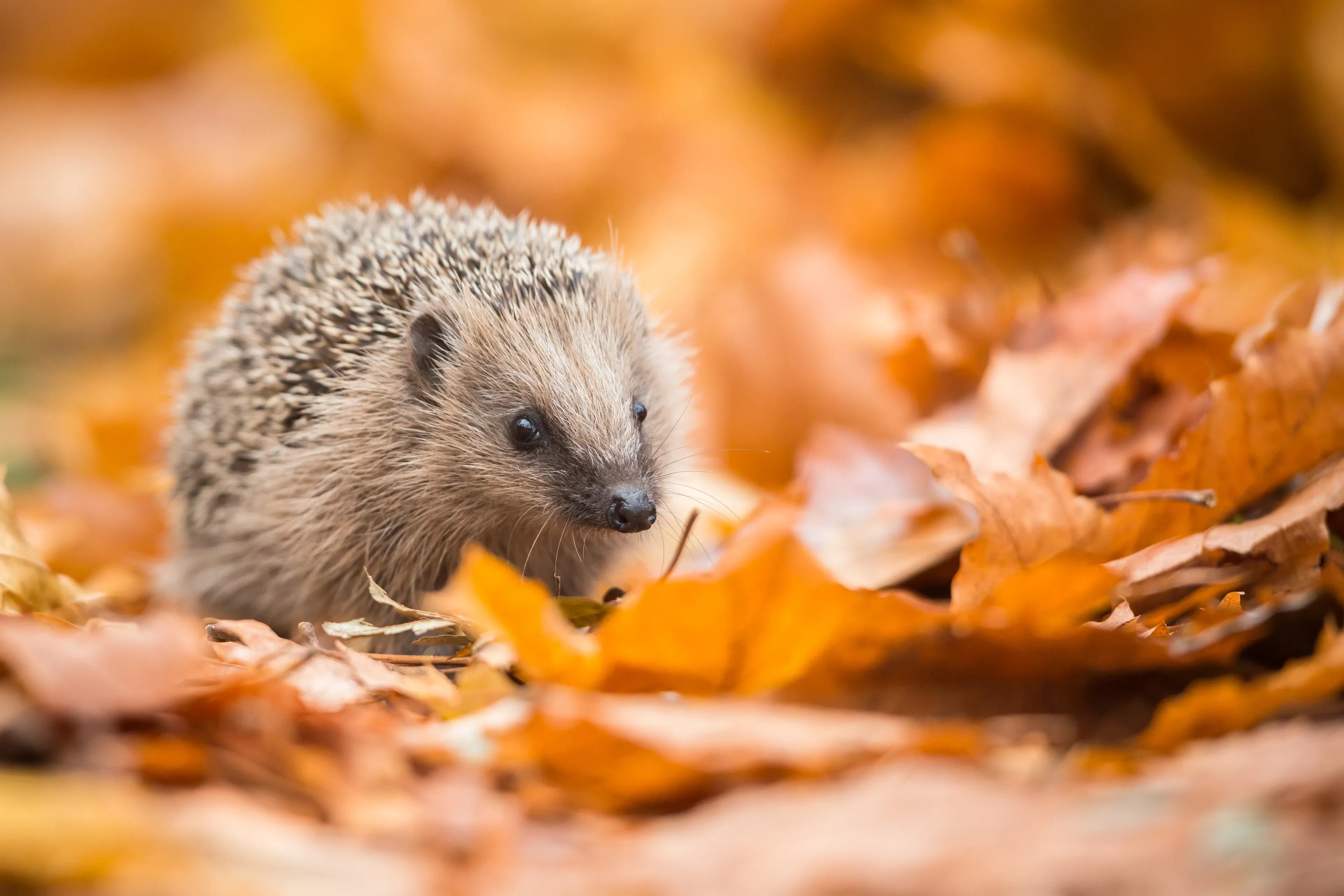A European hedgehog nestled in orange and gold autumn leaves, facing right with a dark snout and cream-and-brown spines in sharp focus.