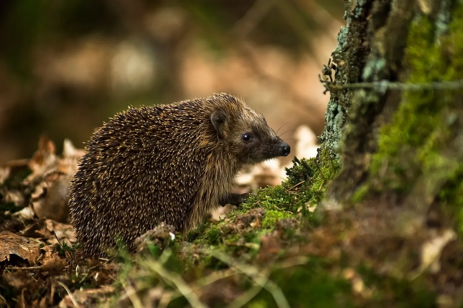 A European hedgehog with a coat of brown-and-cream spines and a pointed furry face standing on a mossy woodland floor.