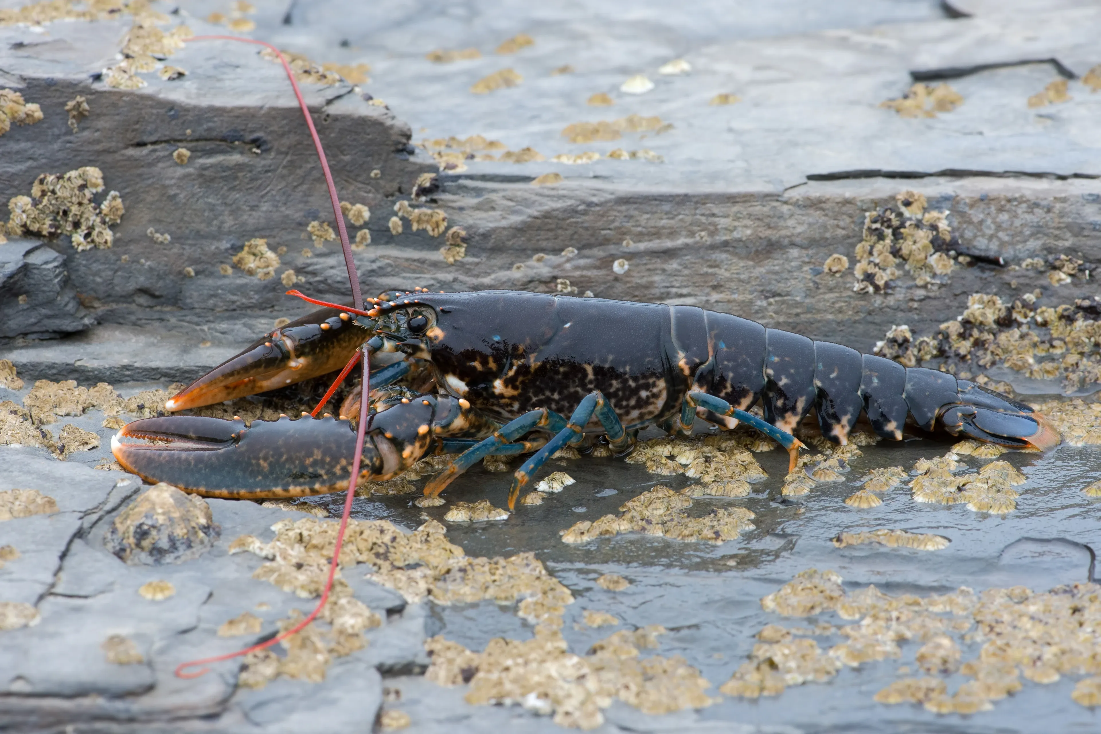 A European lobster with a shiny dark-blue shell and bright blue legs crawls across wet grey rocks dotted with tan barnacles. Long, thin red antennae reach out from its head through the shallow water.