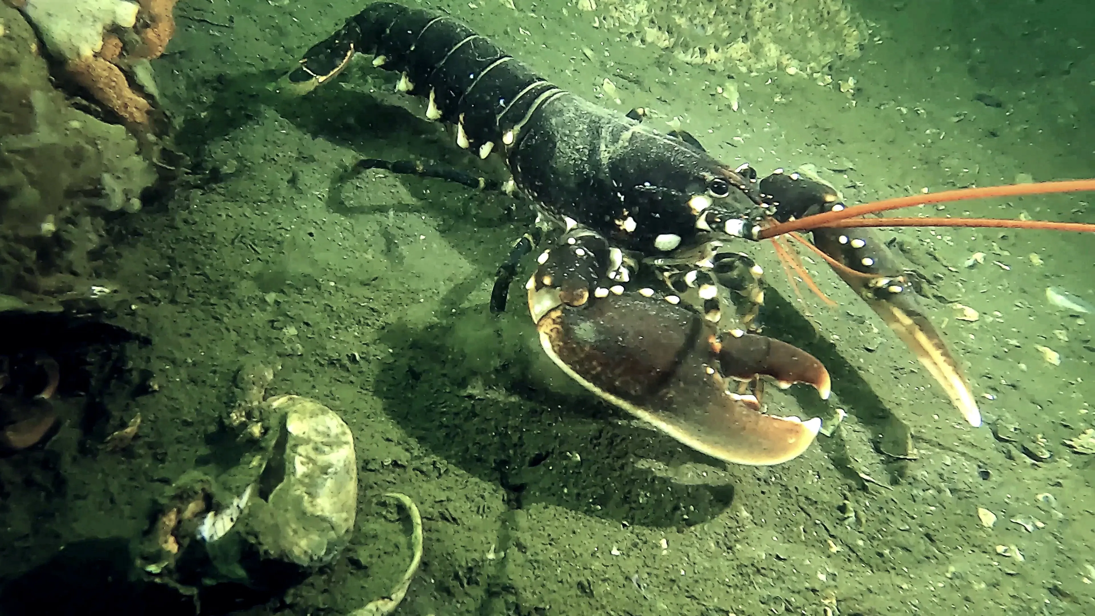A dark-blue European lobster with bright white spots crawls across a sandy seabed. It has long orange antennae and one very large brownish-red claw held out in front.