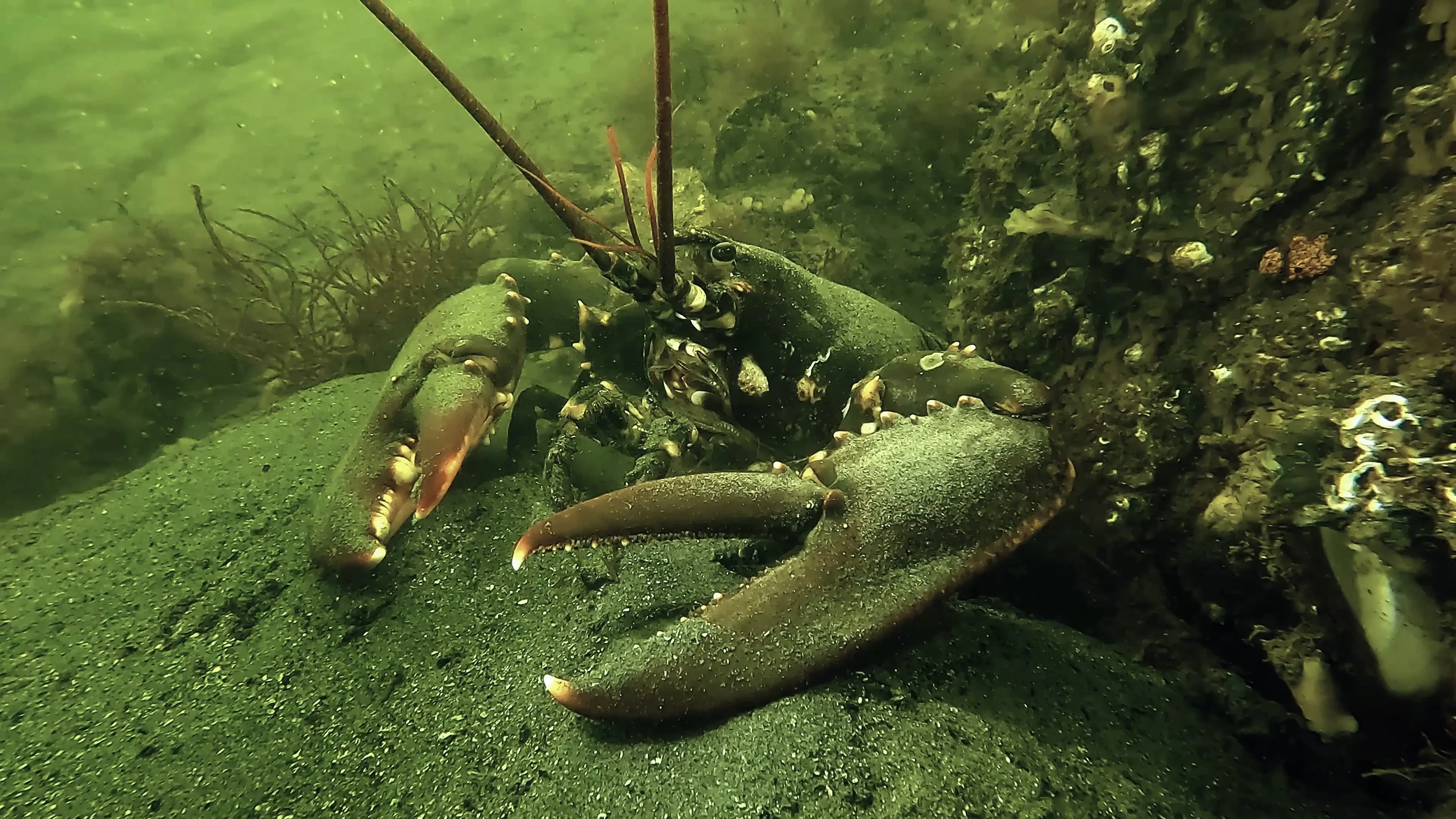 A European lobster rests on a dark sandy seafloor beside a rock covered in white barnacles. Its dark blue-black body is dotted with small white spots, and one of its two large claws is held wide open.