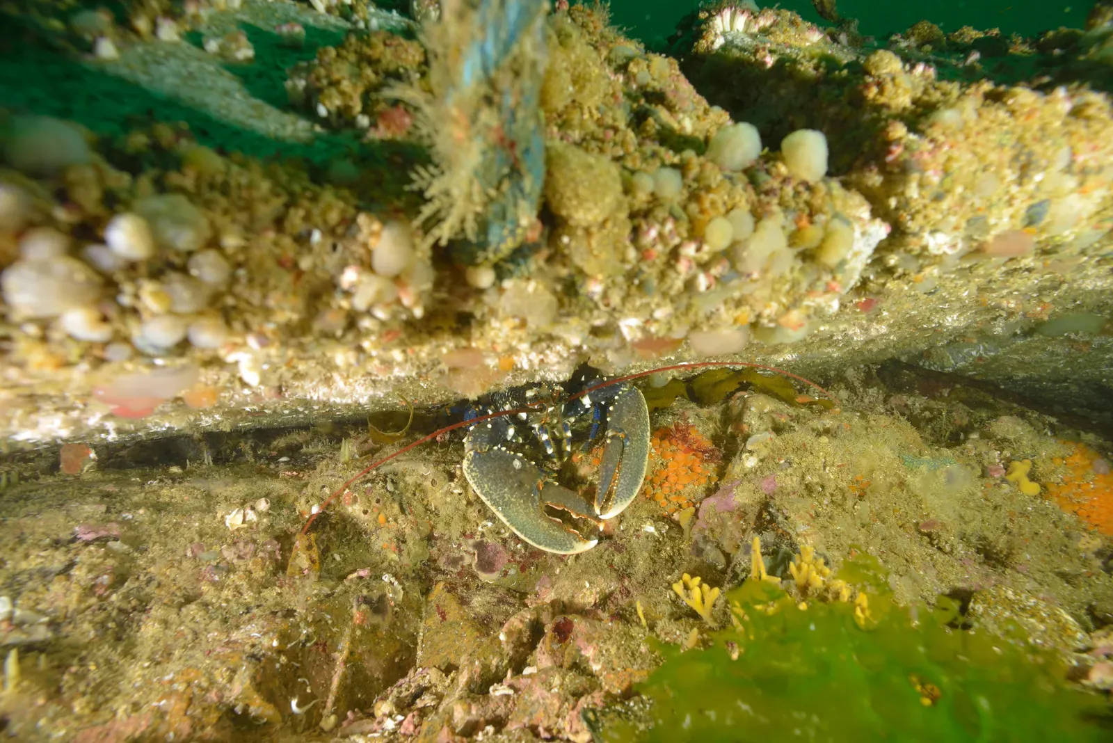 A European lobster with a bluish body and long red antennae tucked among rocks and seaweed on the seabed.
