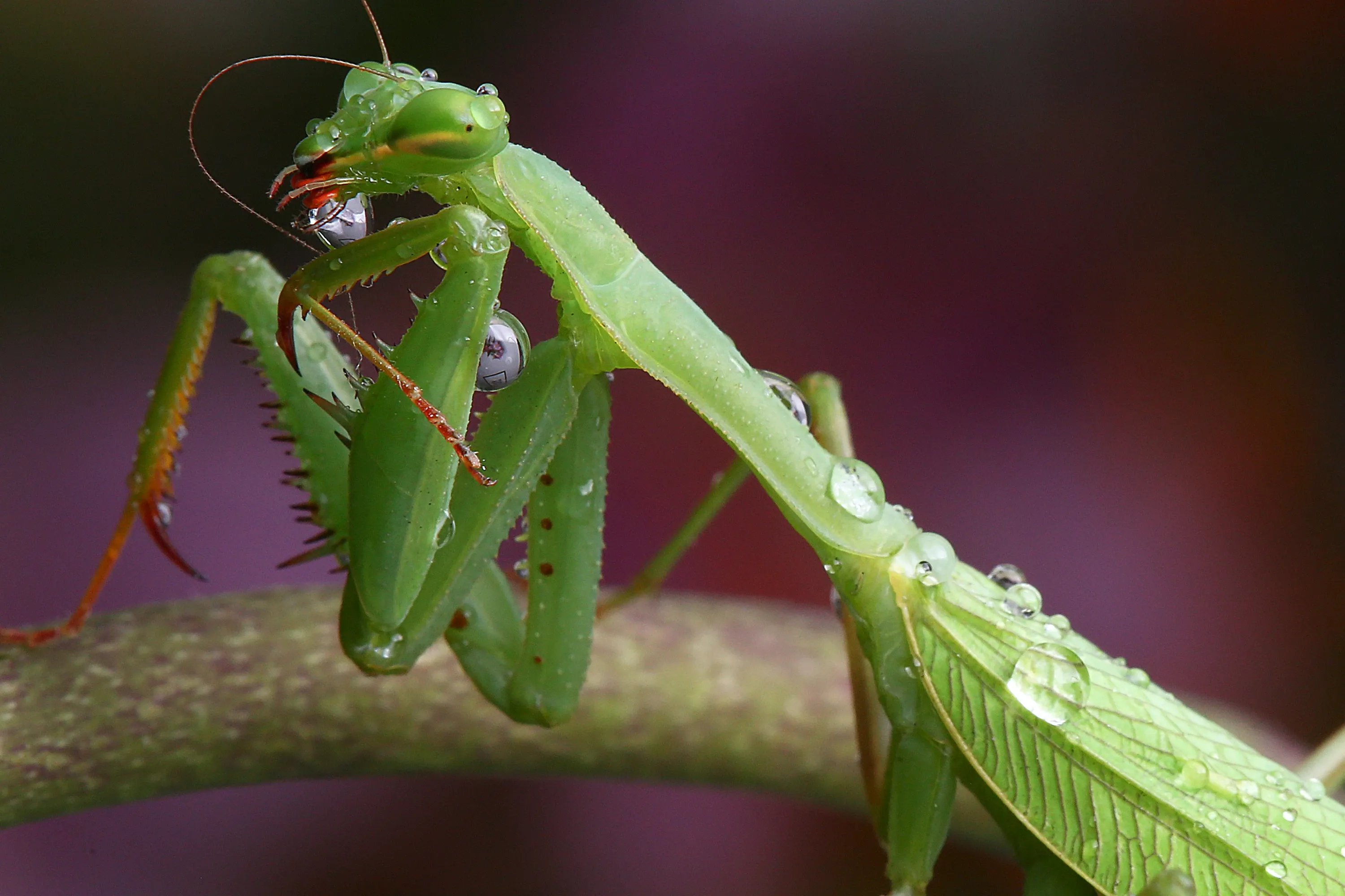 A bright green European mantis perches on a textured brown branch, facing left, with clear water droplets clinging to its head, thorax, and wings. Its spiked front legs are tucked close to its face, and its mouthparts are reddish-brown against a soft purple-brown background.