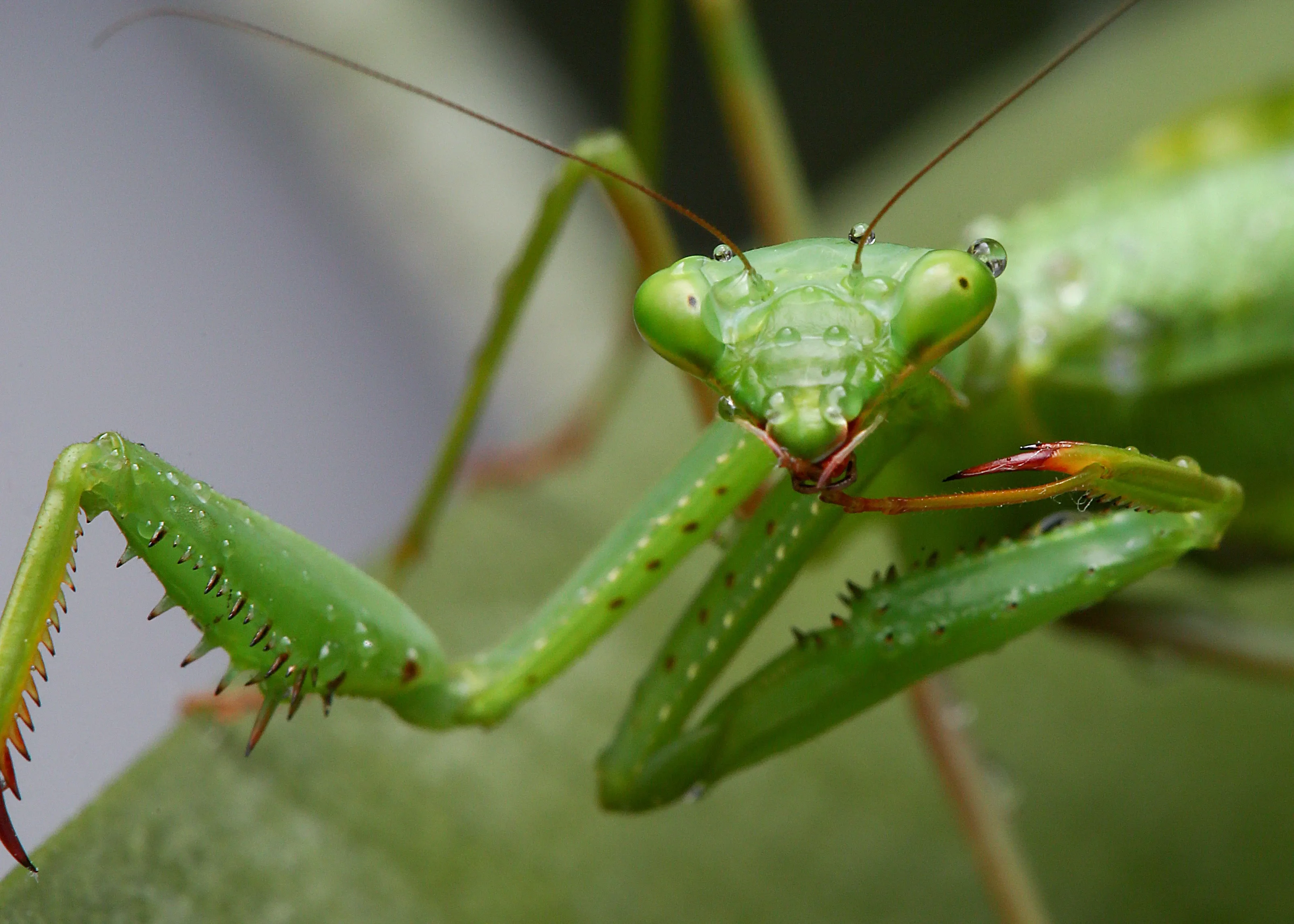 A bright green European mantis faces the camera on a leaf, one spiked front leg raised to its mouth as if cleaning itself. Tiny water droplets sparkle on its head and body.