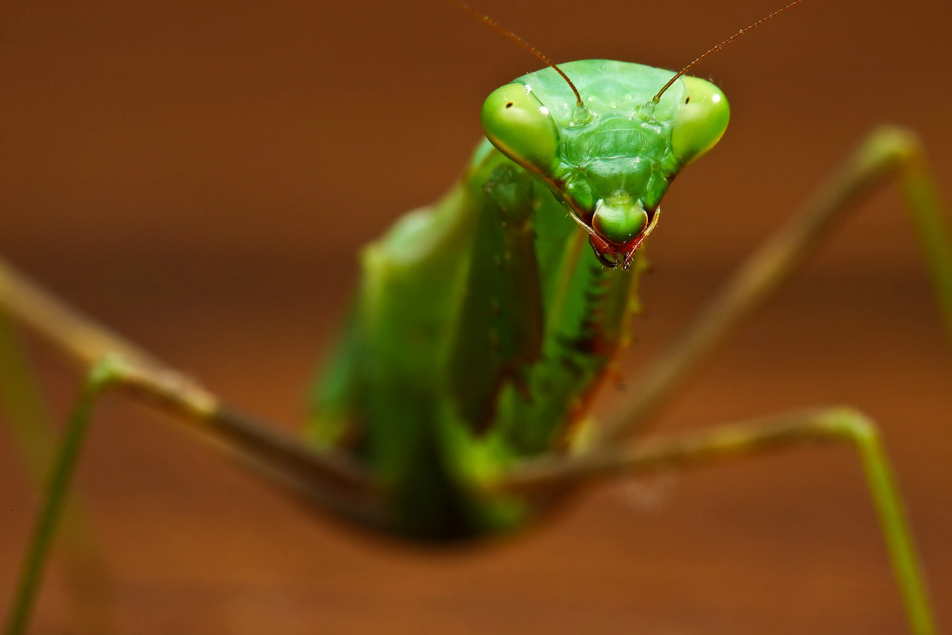 A bright green European mantis looks straight at the viewer, with a triangular head, large pale-green eyes, and thin antennae sticking up. Its long jointed legs reach out to the sides against a blurry brown background.