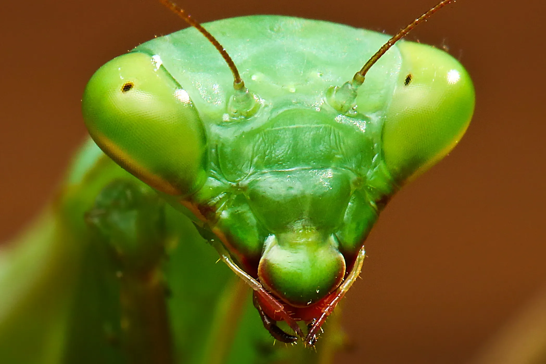 The triangular lime-green head of a European mantis fills the frame, with two large bulging eyes and thin antennae between them. Its small mouthparts are tipped reddish-brown against a blurry brown background.